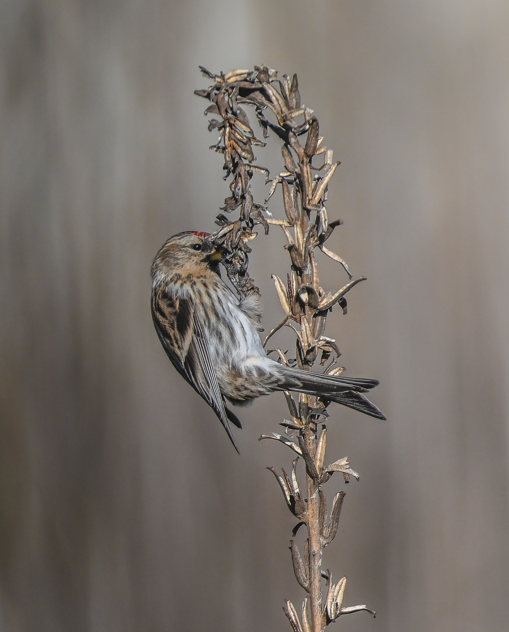 Accordion (f) intent on eating