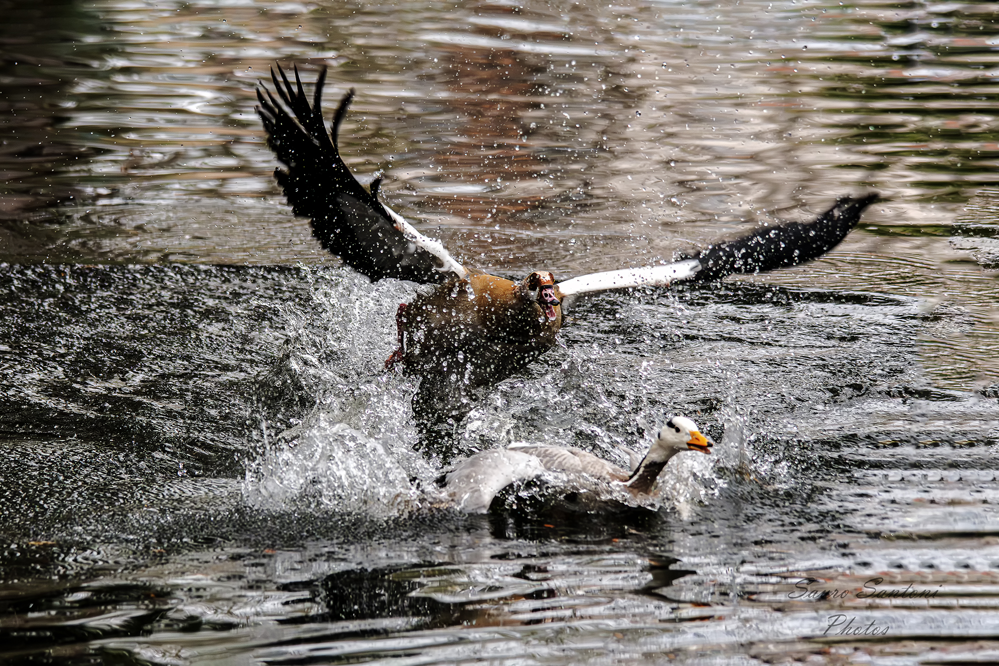 Il combattimento.. la fuga
