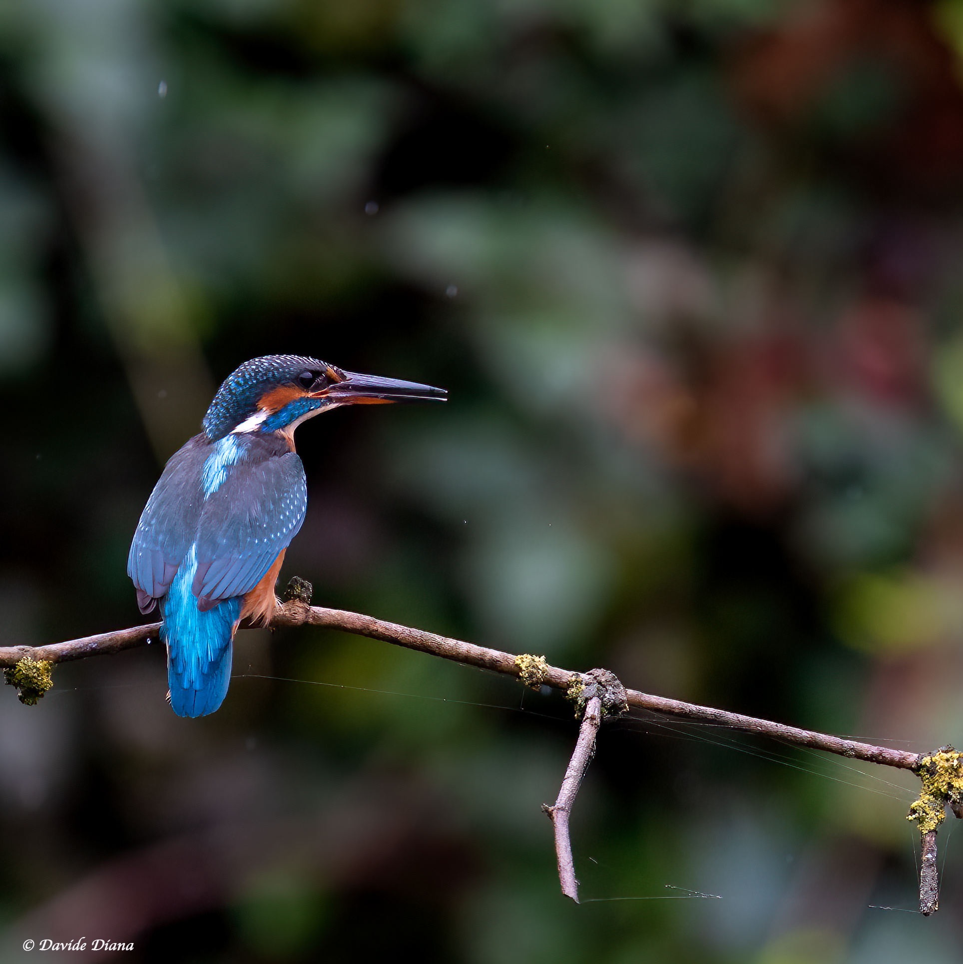 Kingfisher