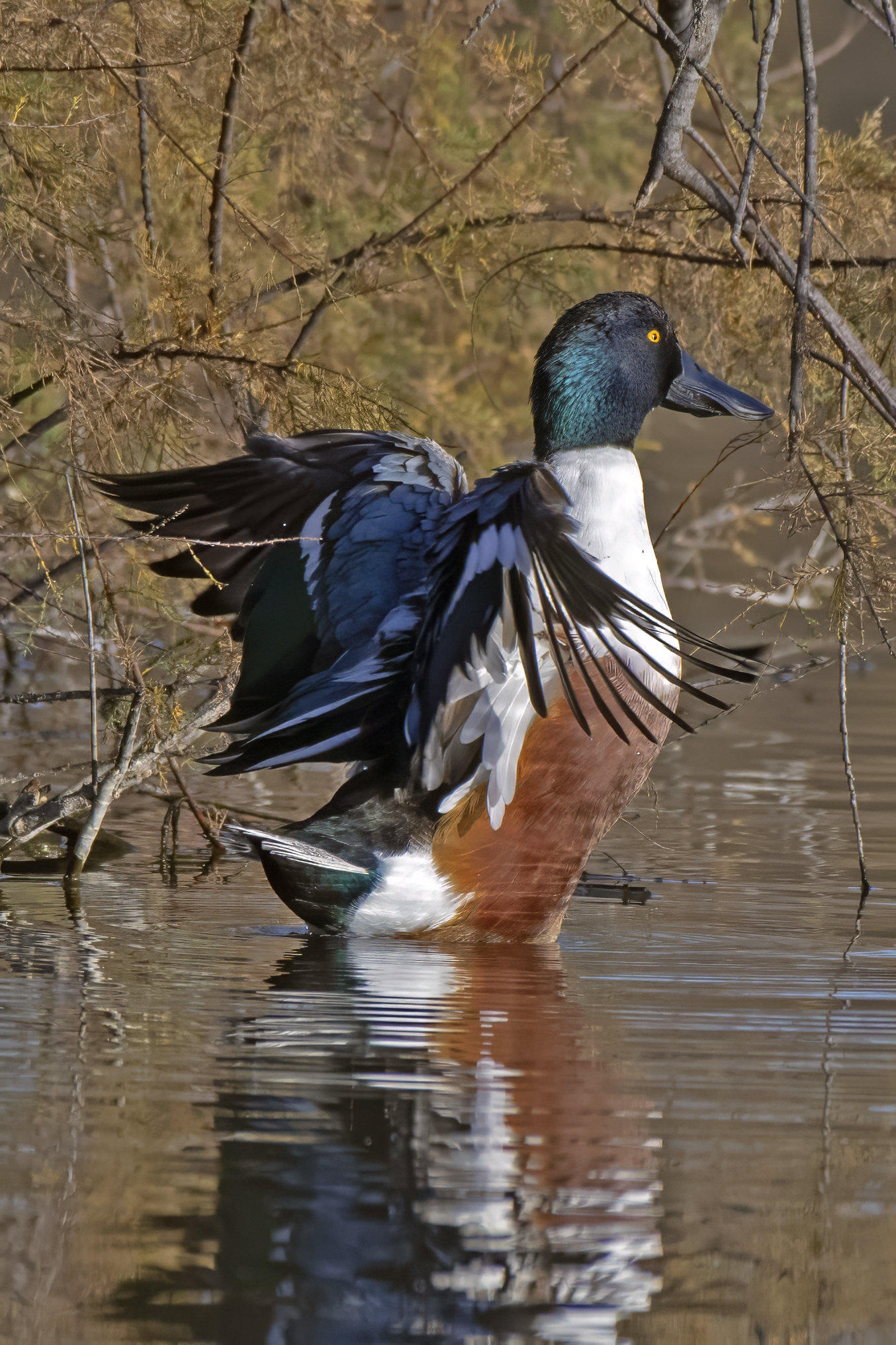 the shrug of the shoveler's wings
