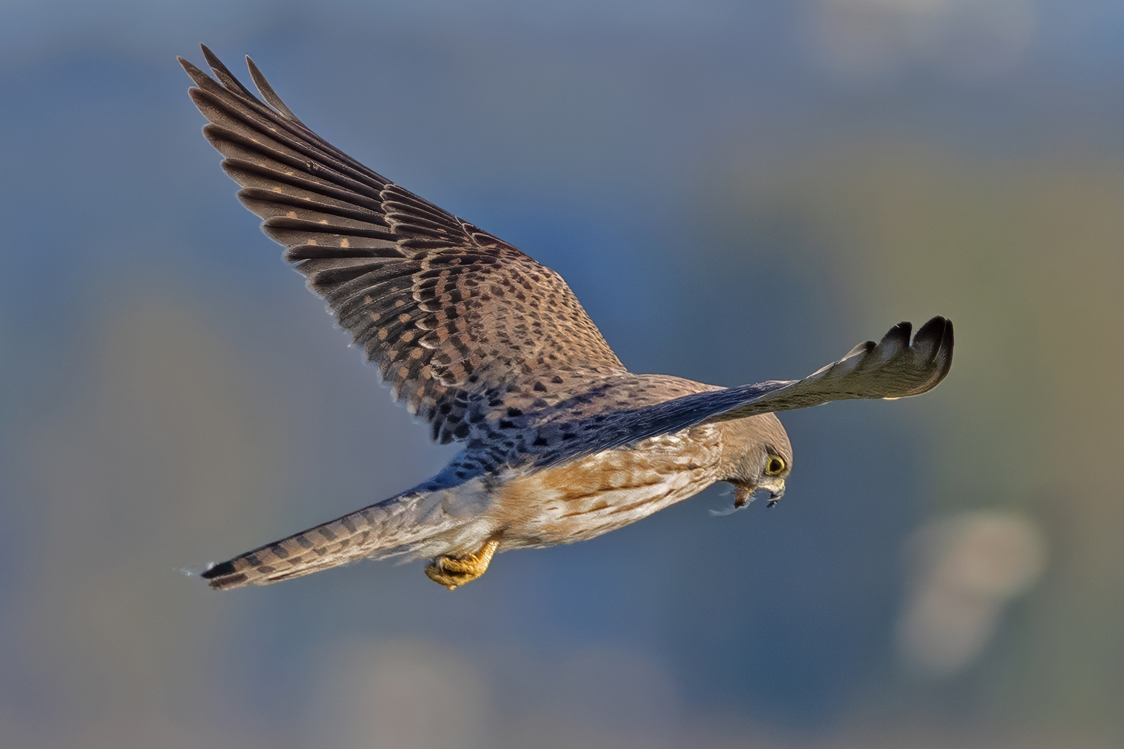 Kestrel on the hunt