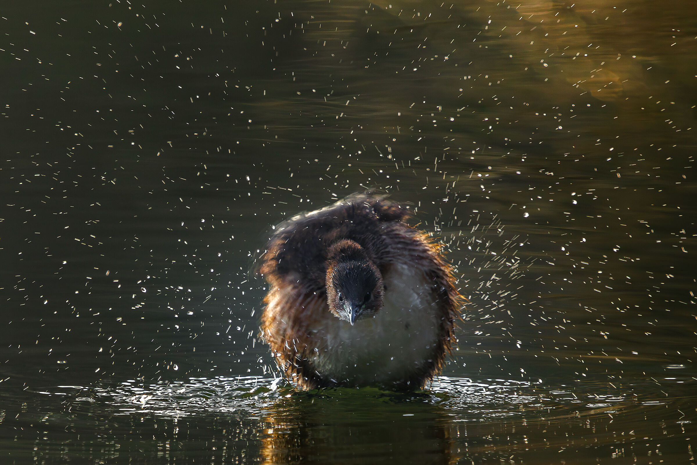 A shake and off you go!