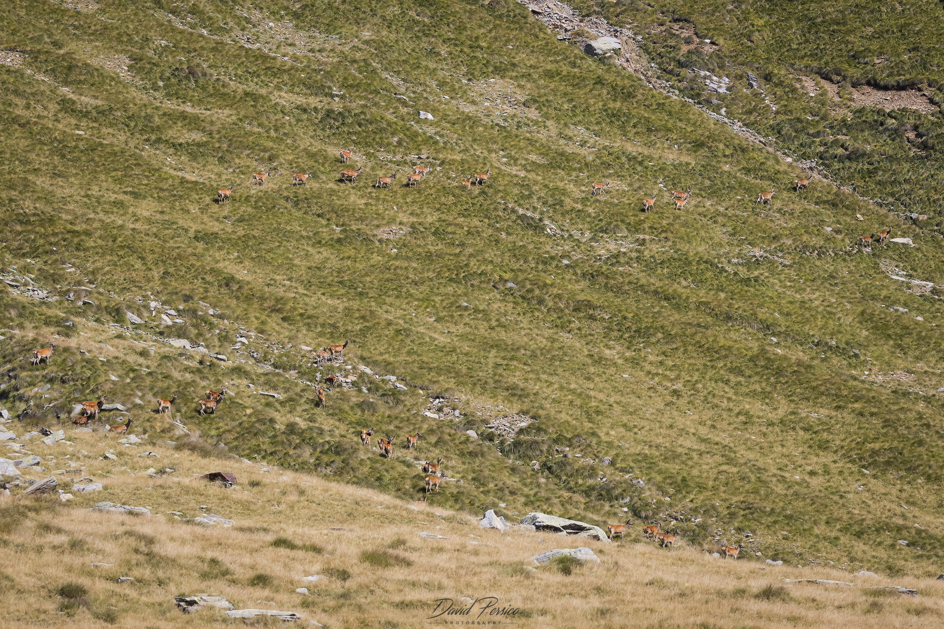 How much deers?