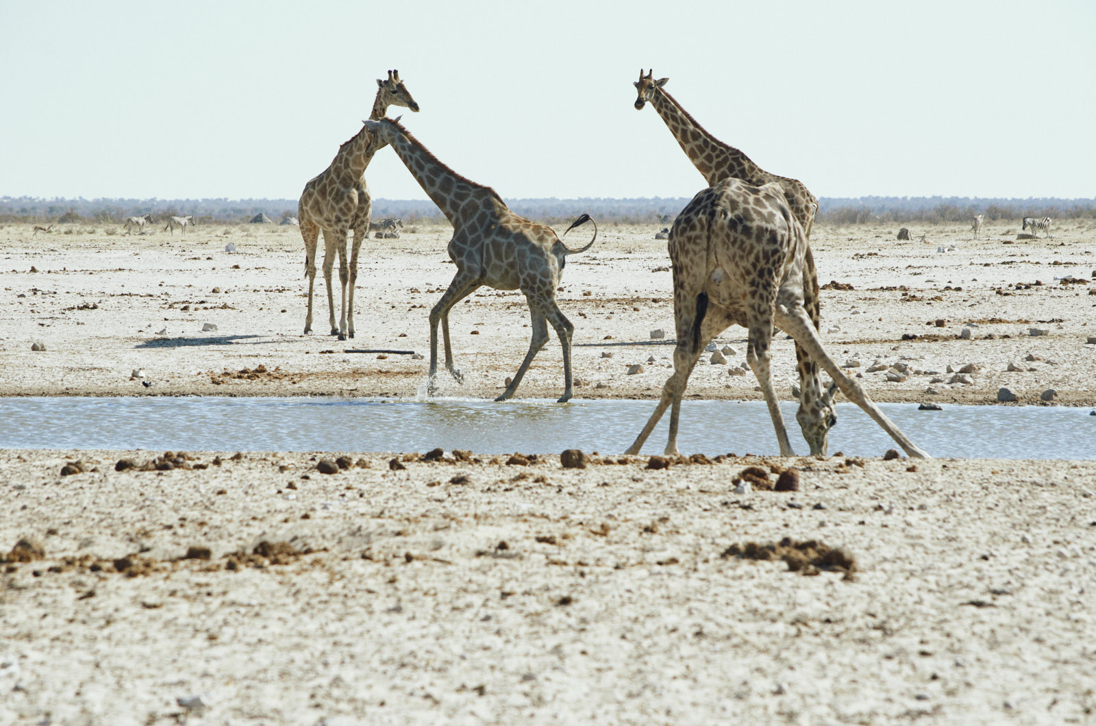 Quante giraffe sono?