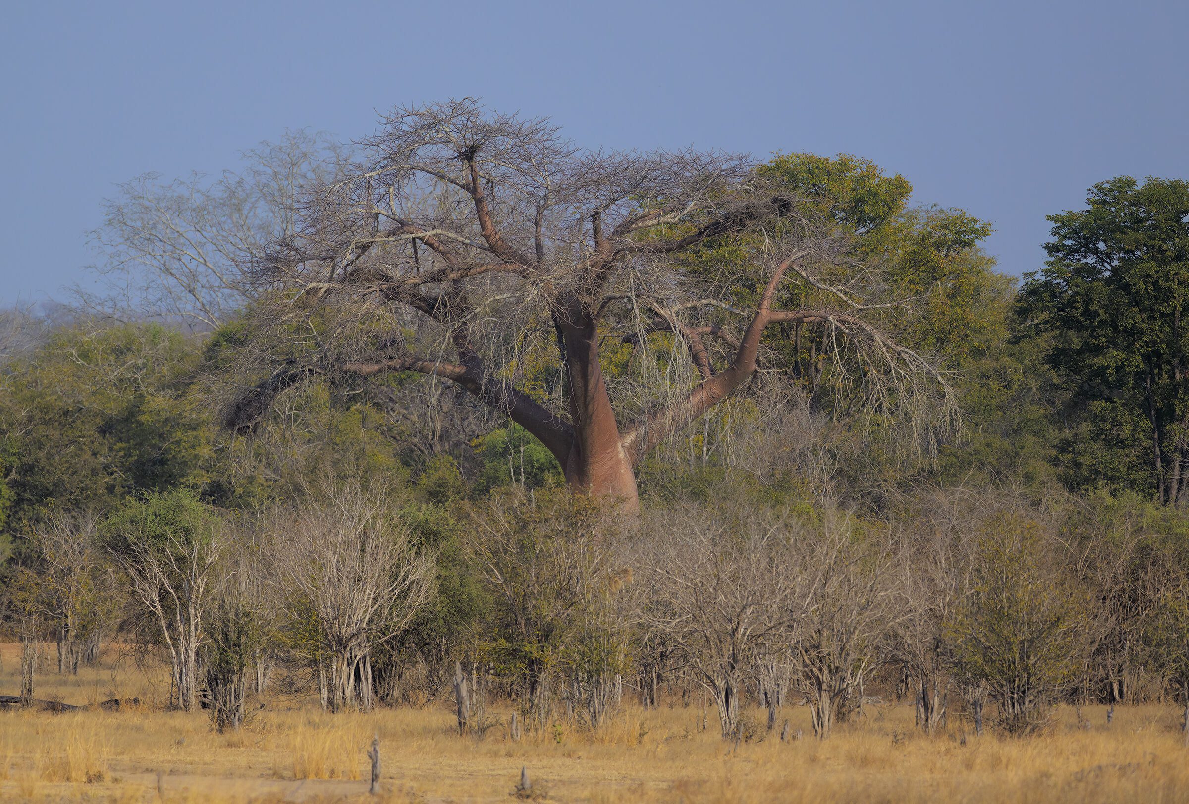 L'Ultimo BaoBaB