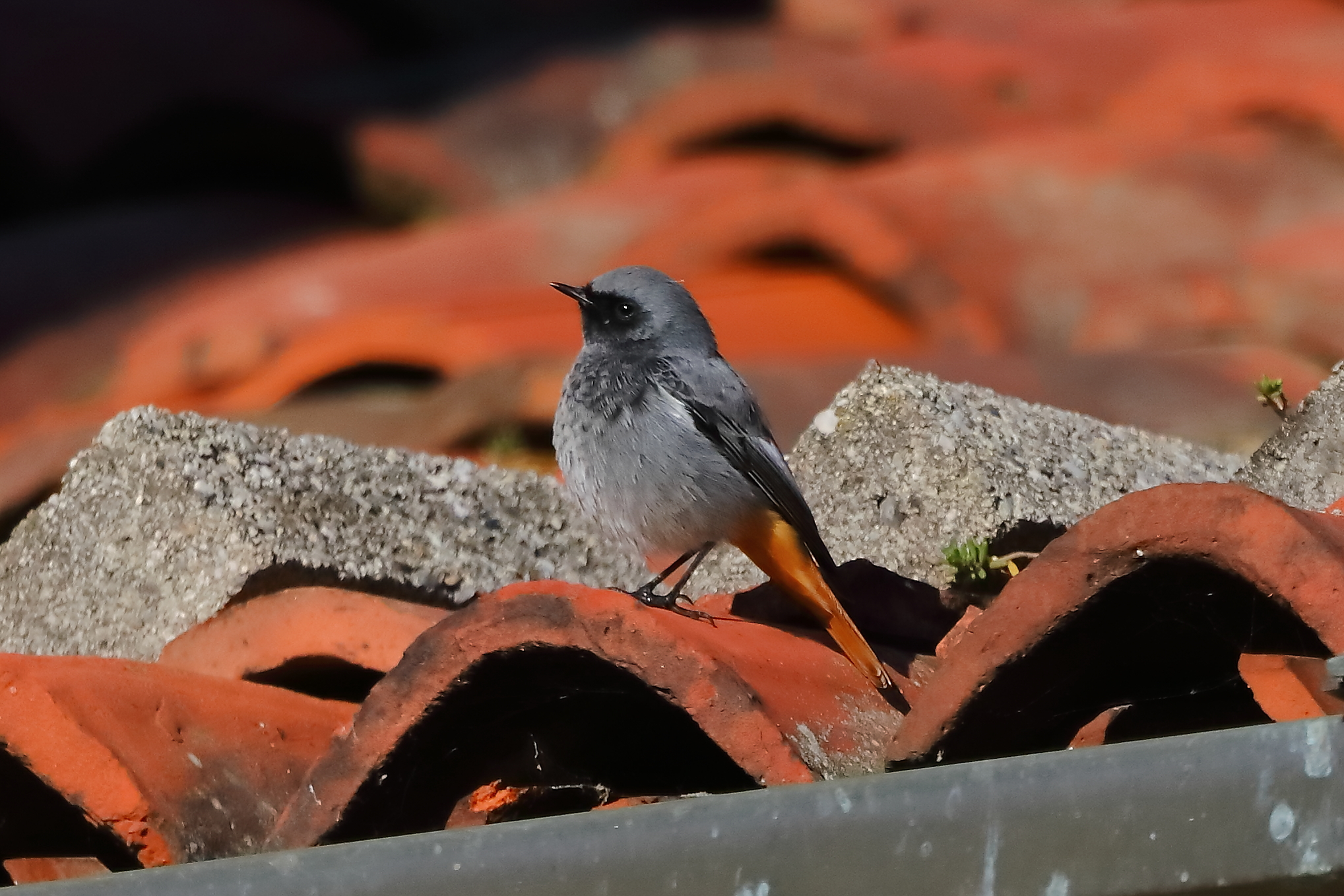 Redstart M 03-12-2023
