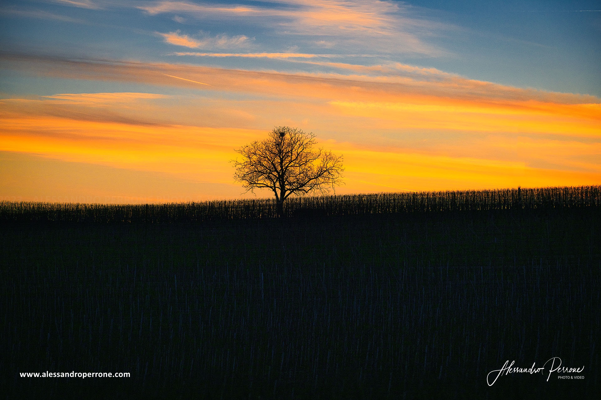 Winter sunset with tree