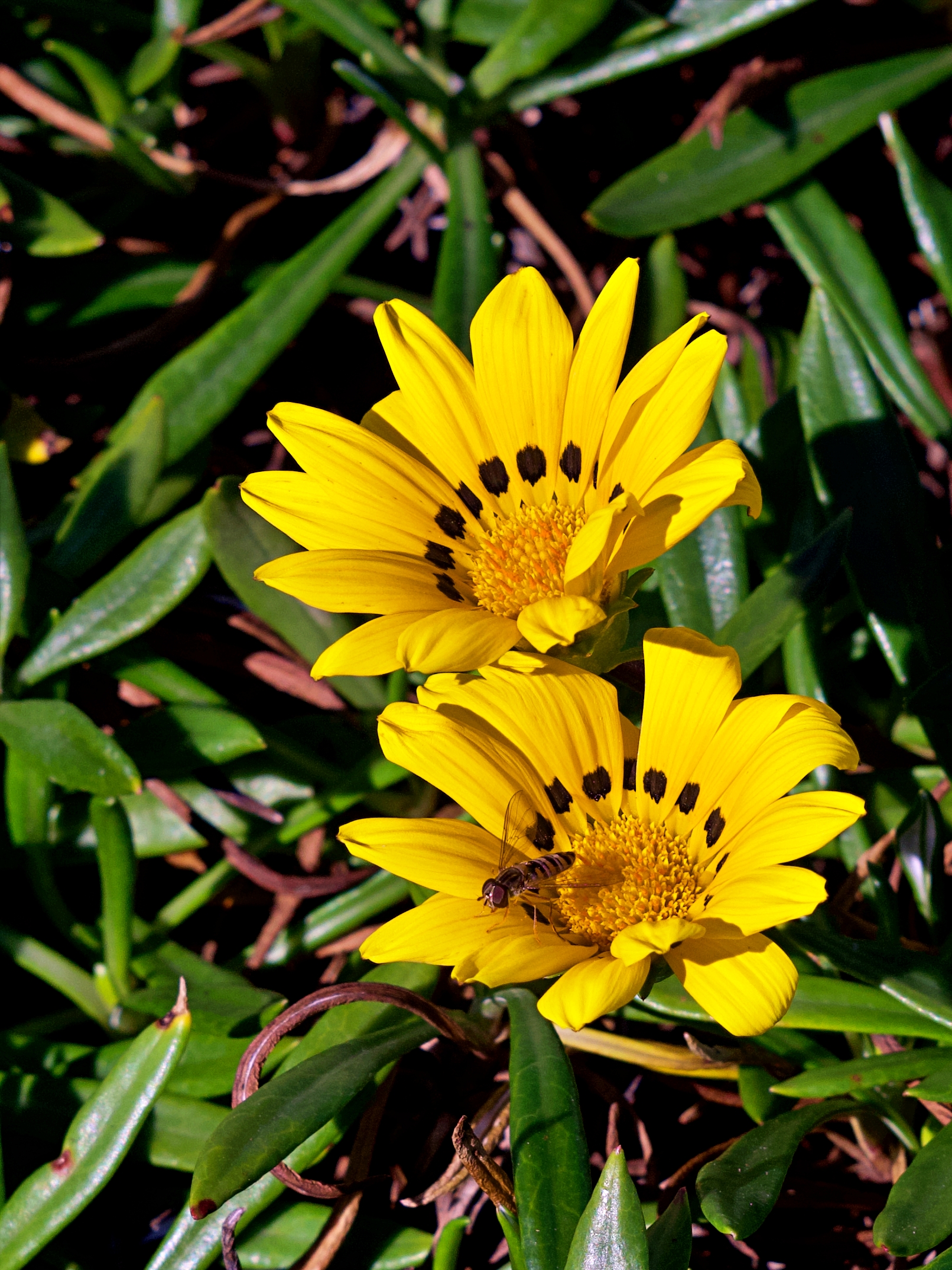 Episyrphus balteatus