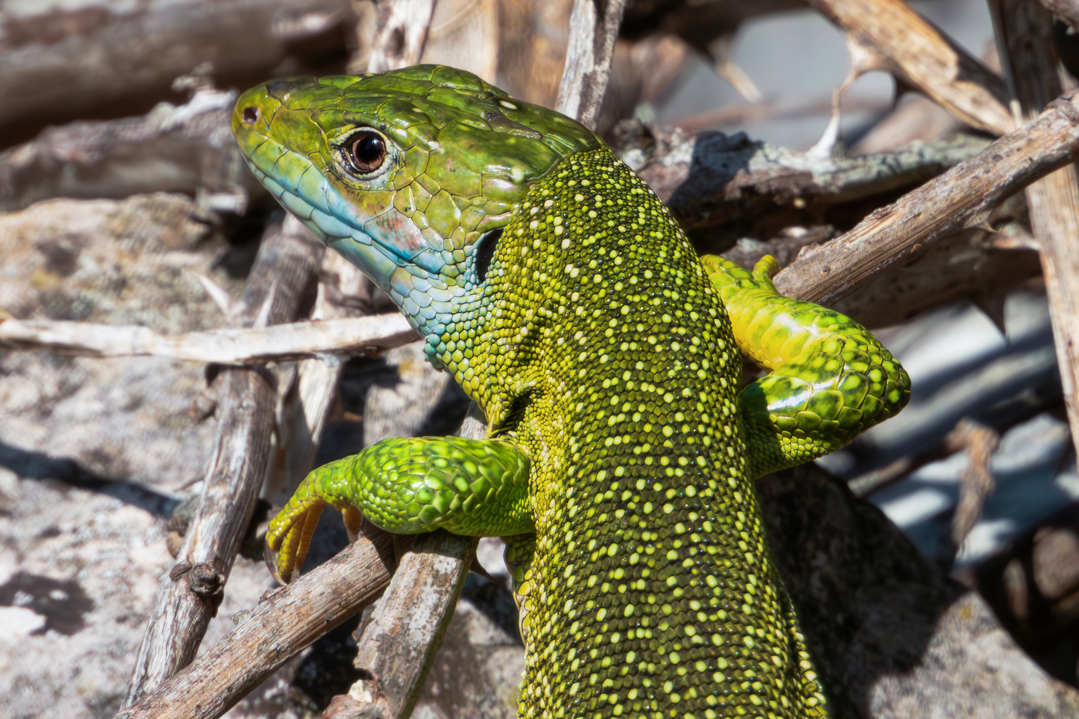 Green lizard