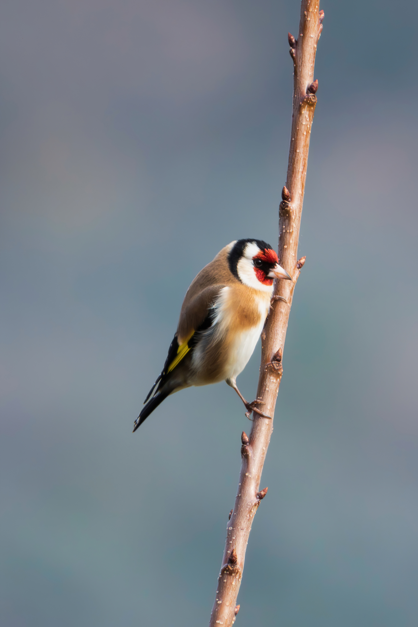 Goldfinch