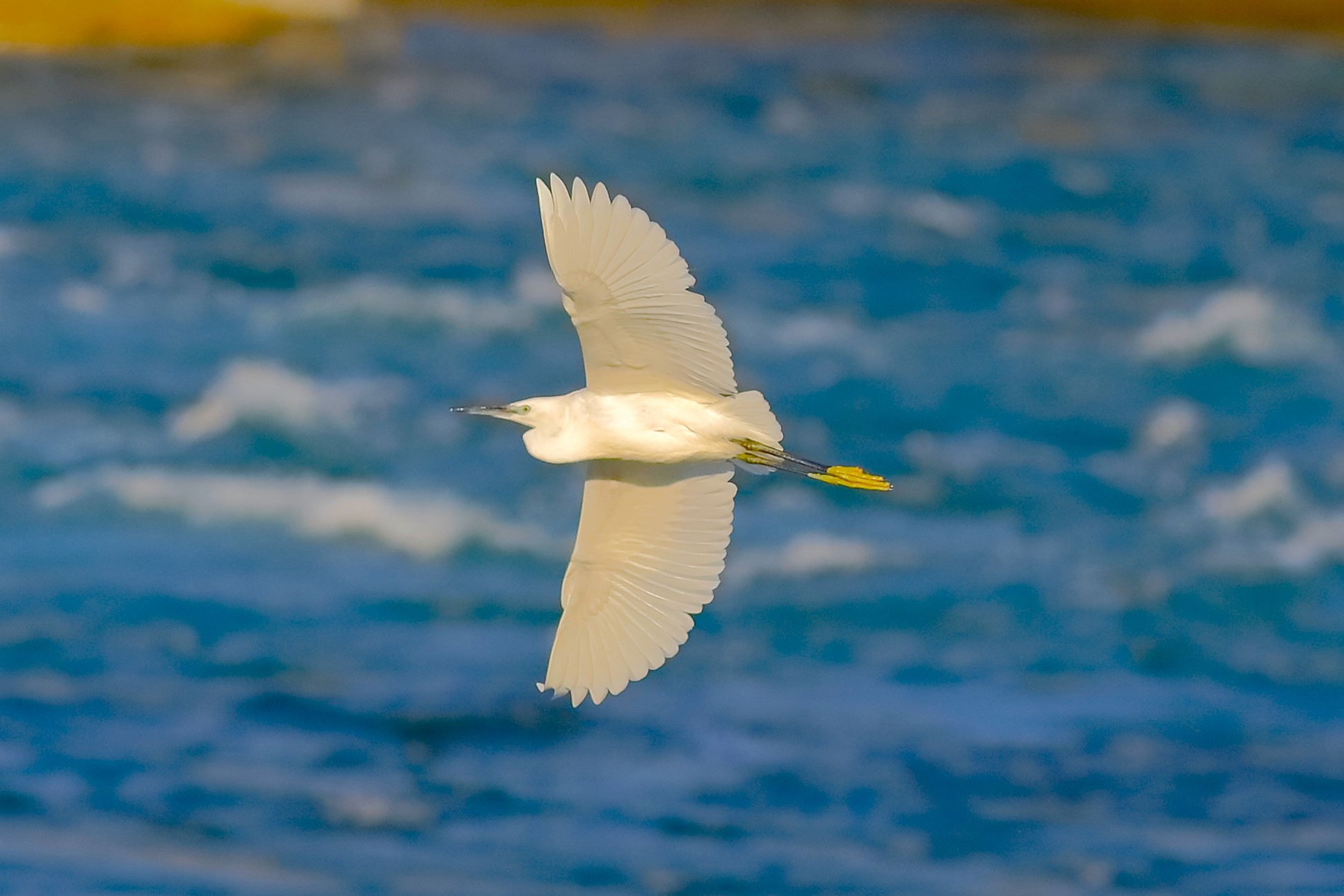 Little Egret 29-09-2023