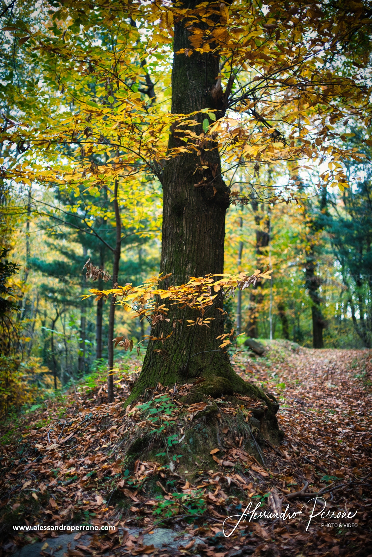 Autunno nel bosco