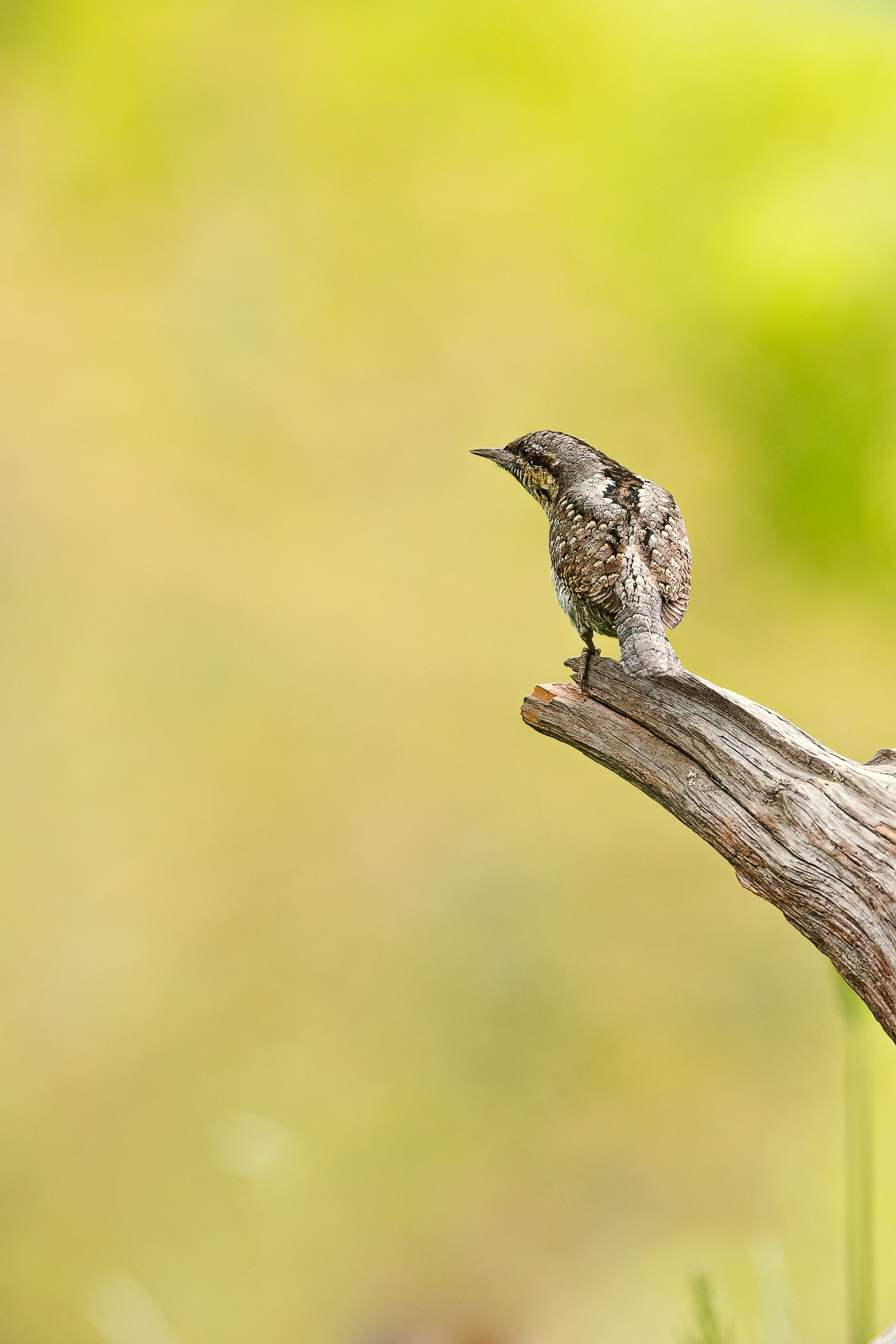 Wryneck