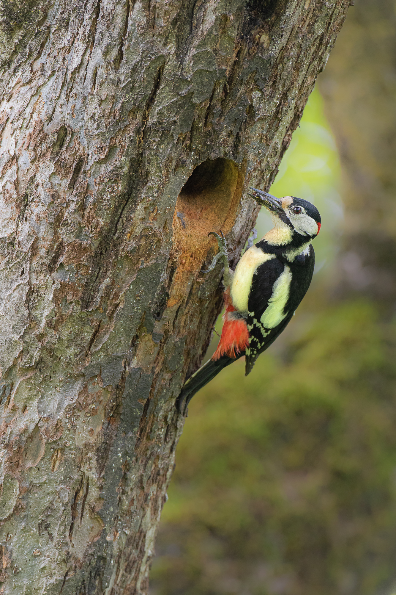 Spotted Woodpecker