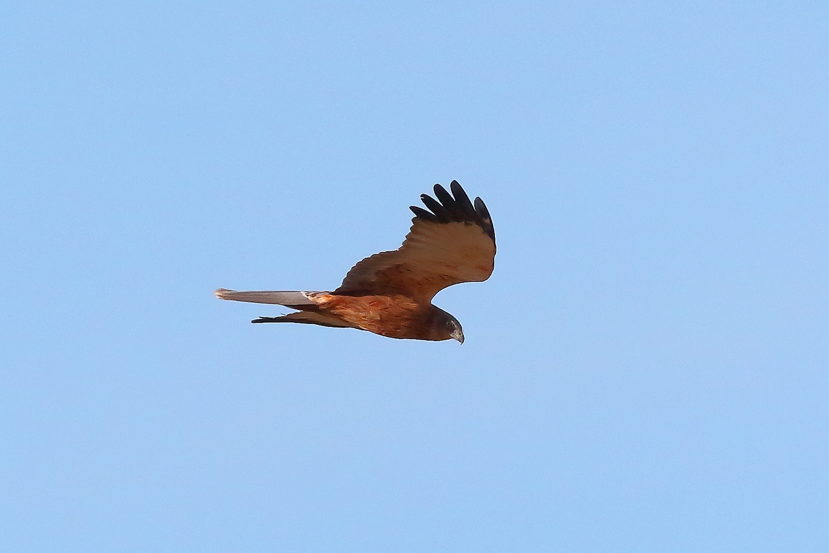 Marsh Harrier 23-12-2023