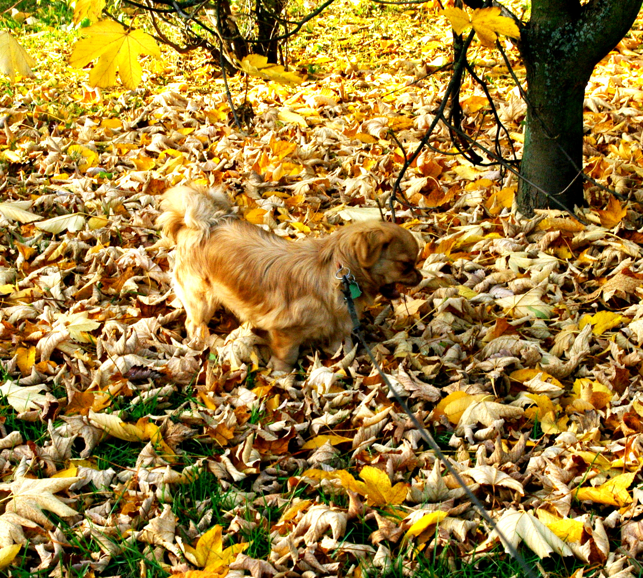 Norbu, autumn camouflage/street