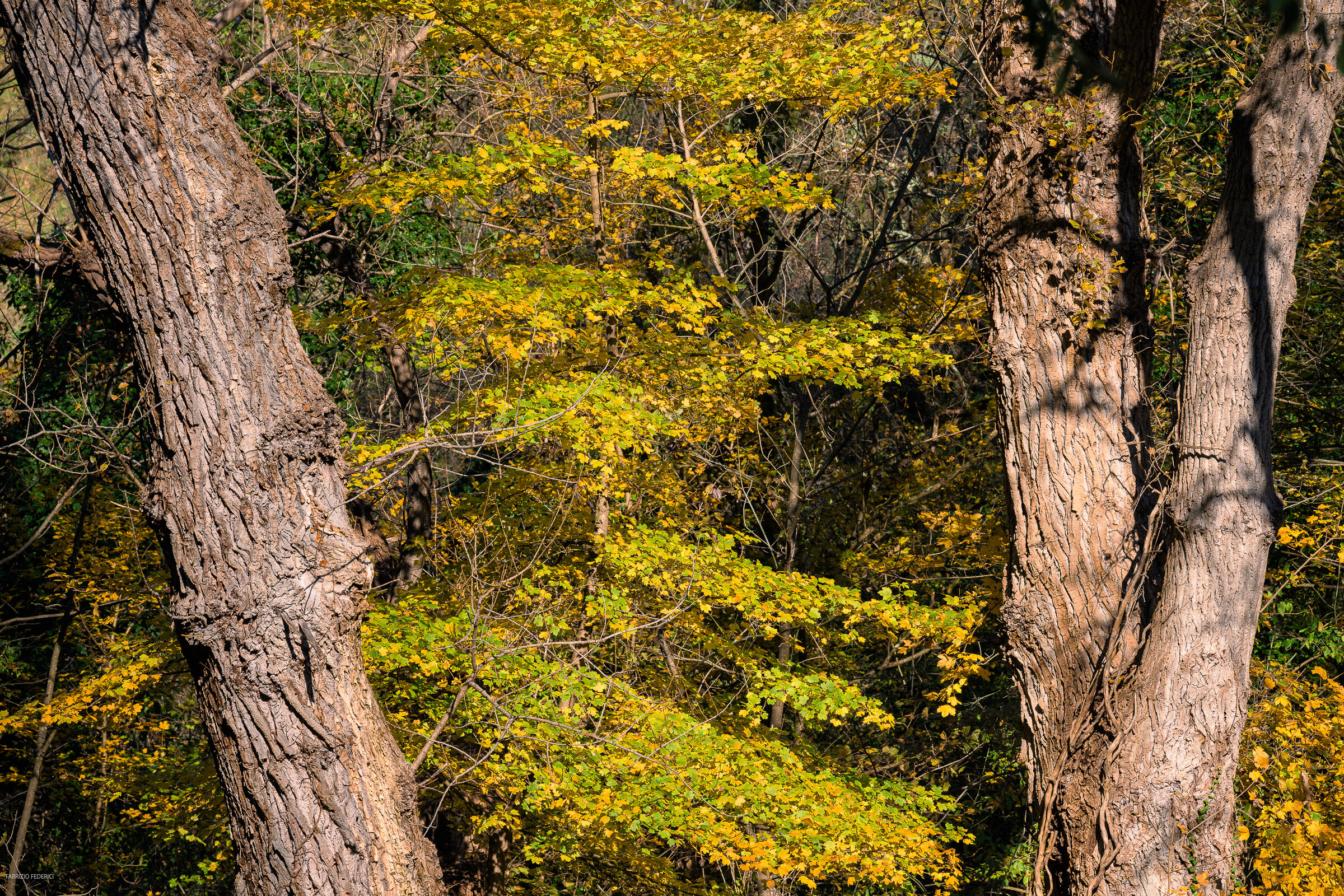 L'autunno a Dicembre ...