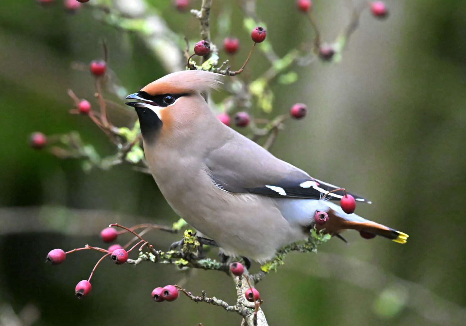 Waxwing