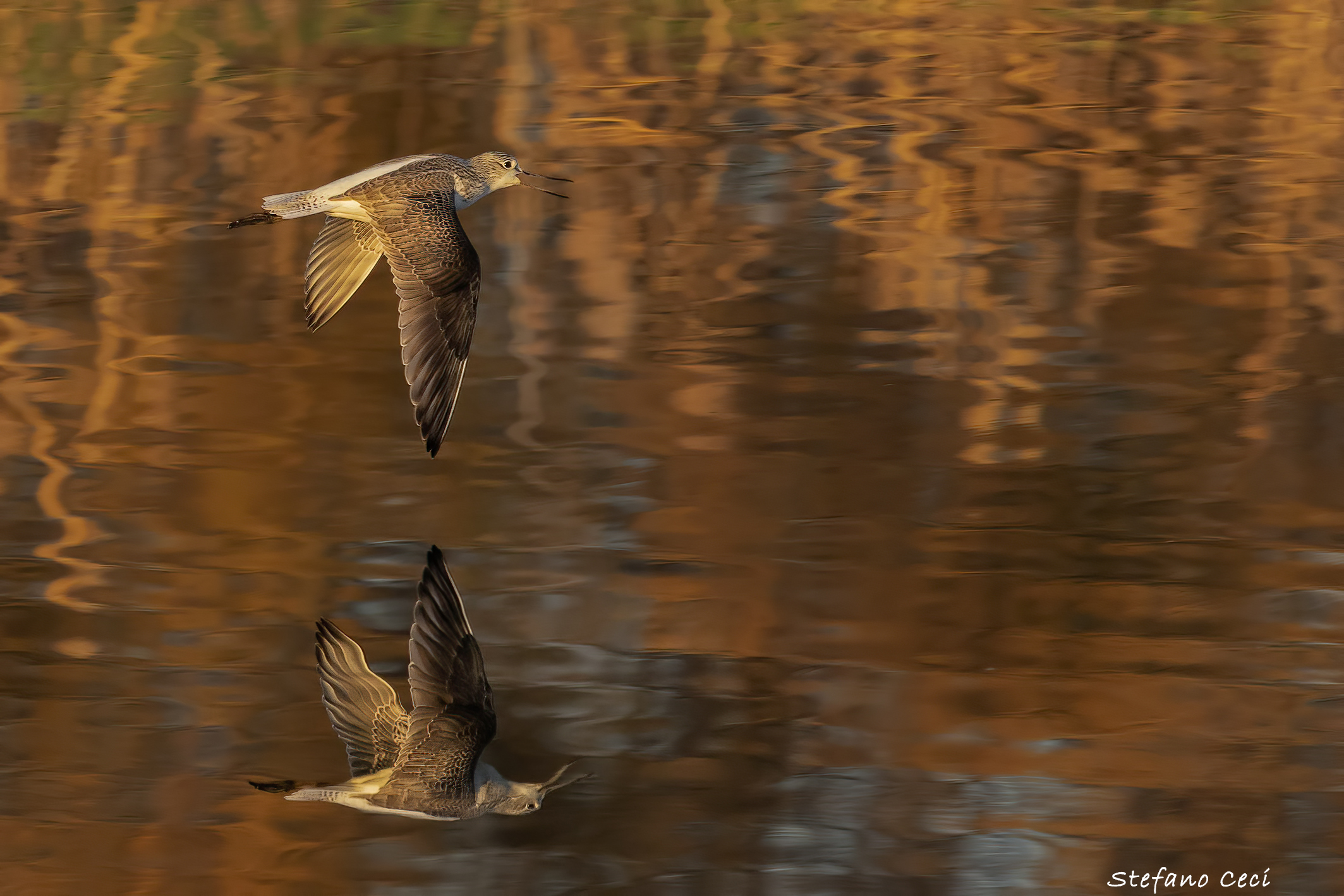 Greenshank