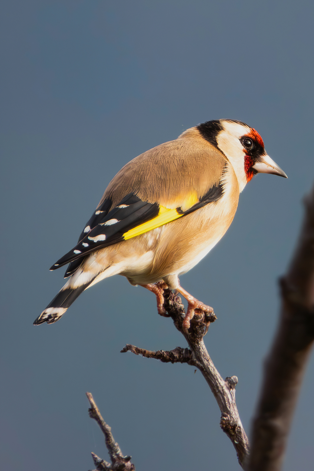 Goldfinch