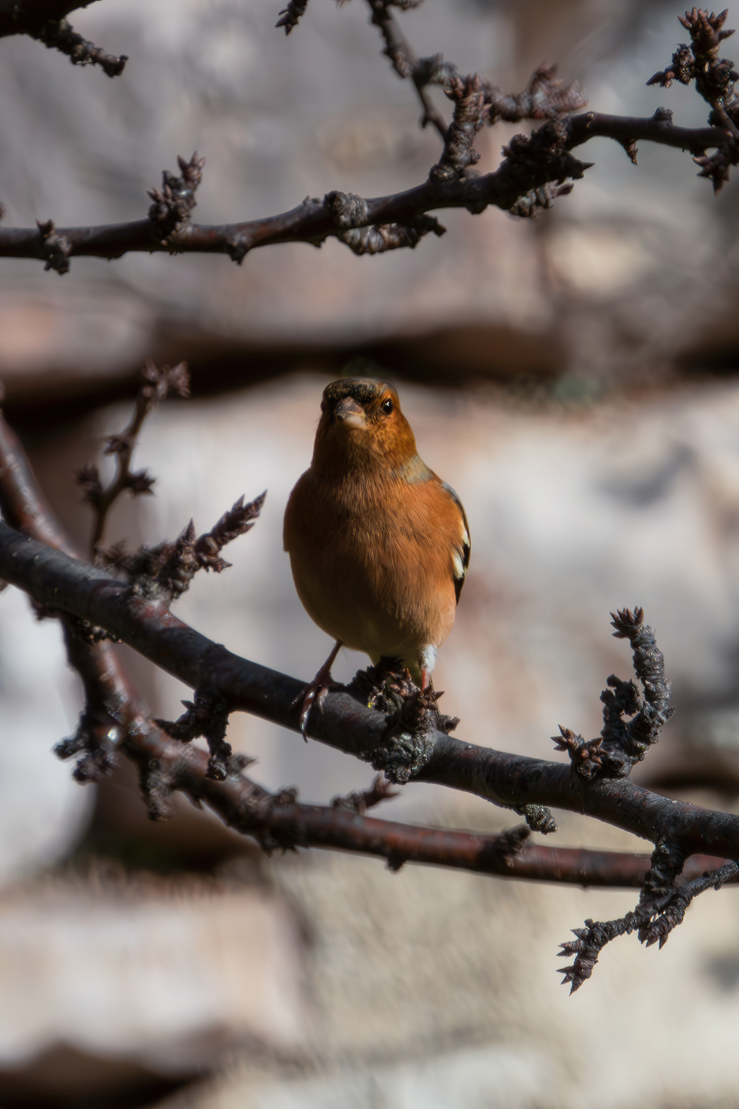 Chaffinch