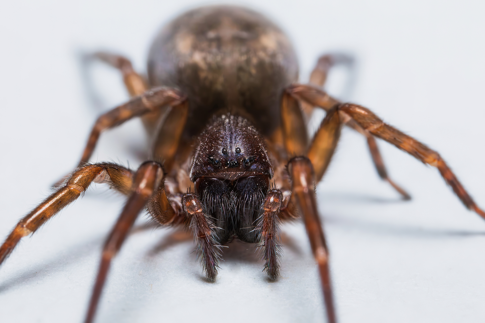 Amaurobiidae sp. z o.o.