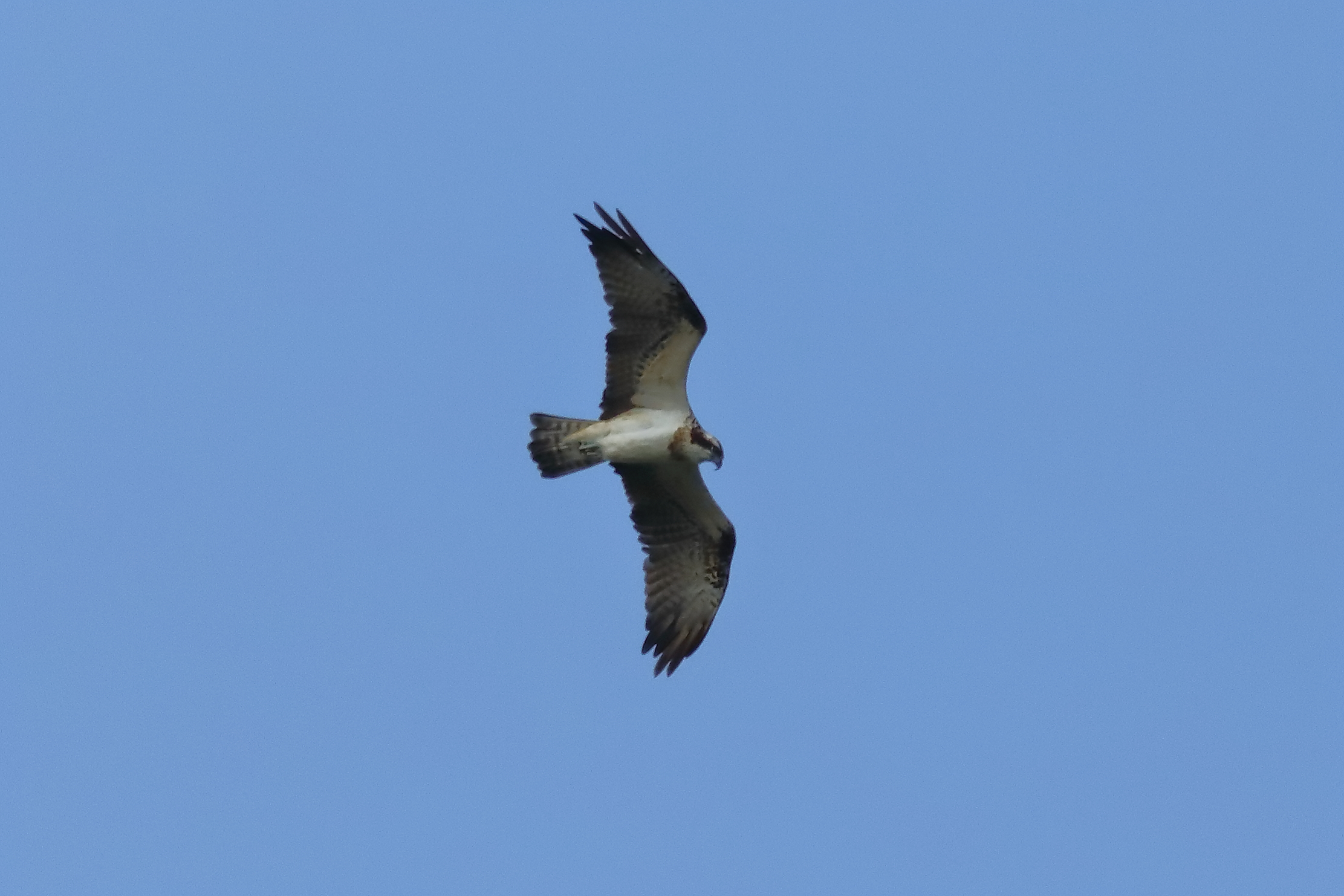 Osprey 04-09-2023