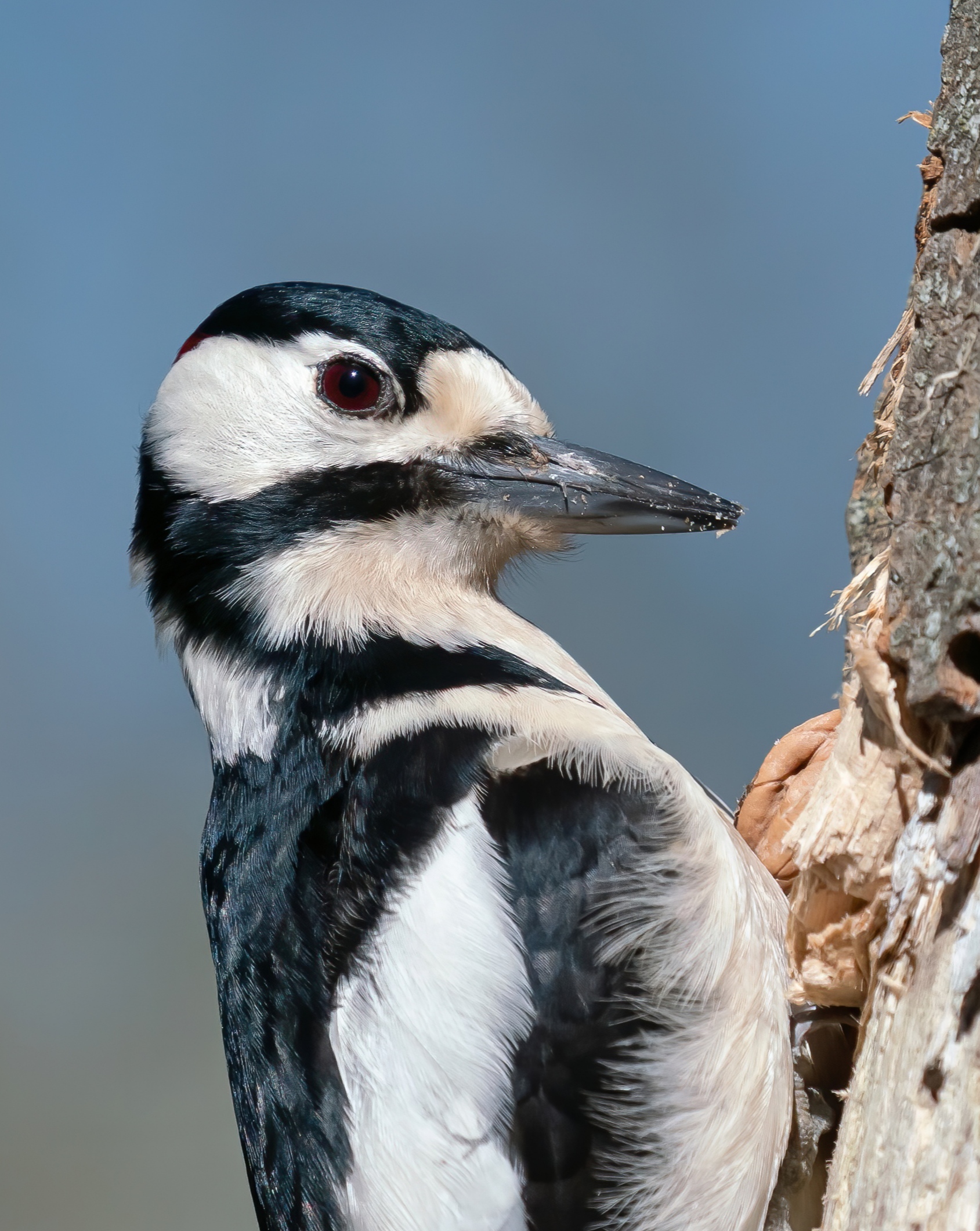 Ritratto del picchio rosso maggiore