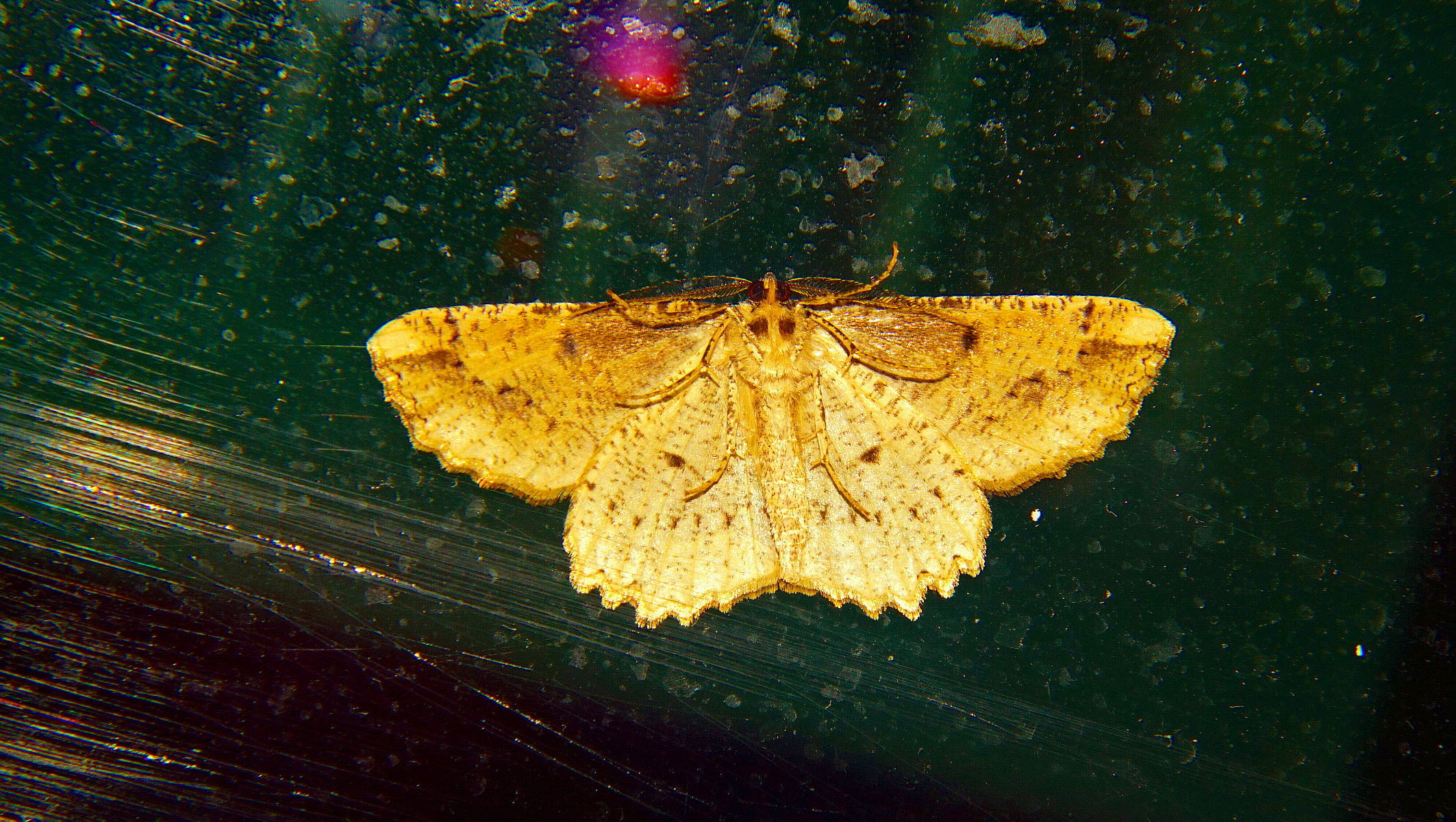 Venuta dallo spazio!