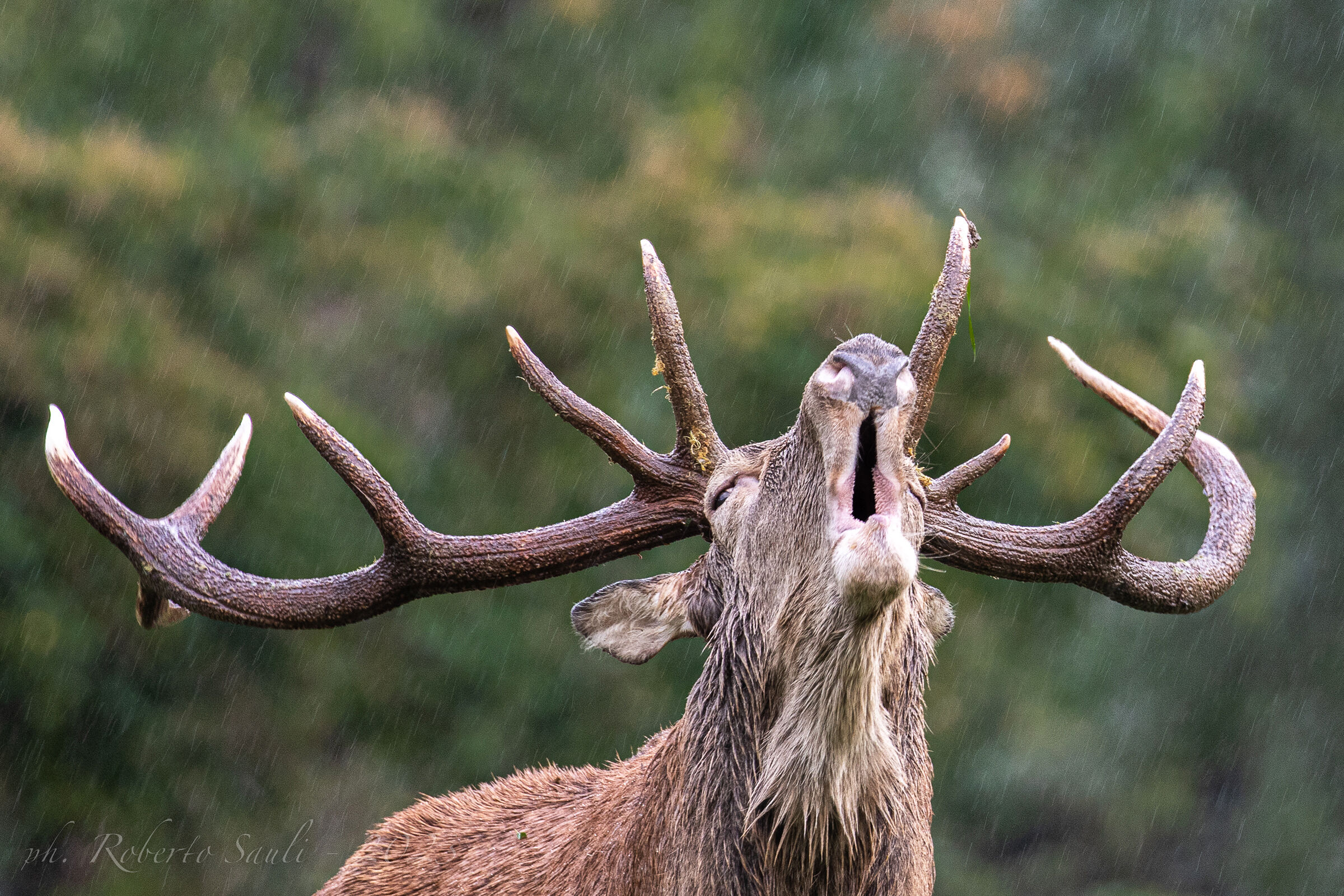 Cervo al bramito sotto la pioggia