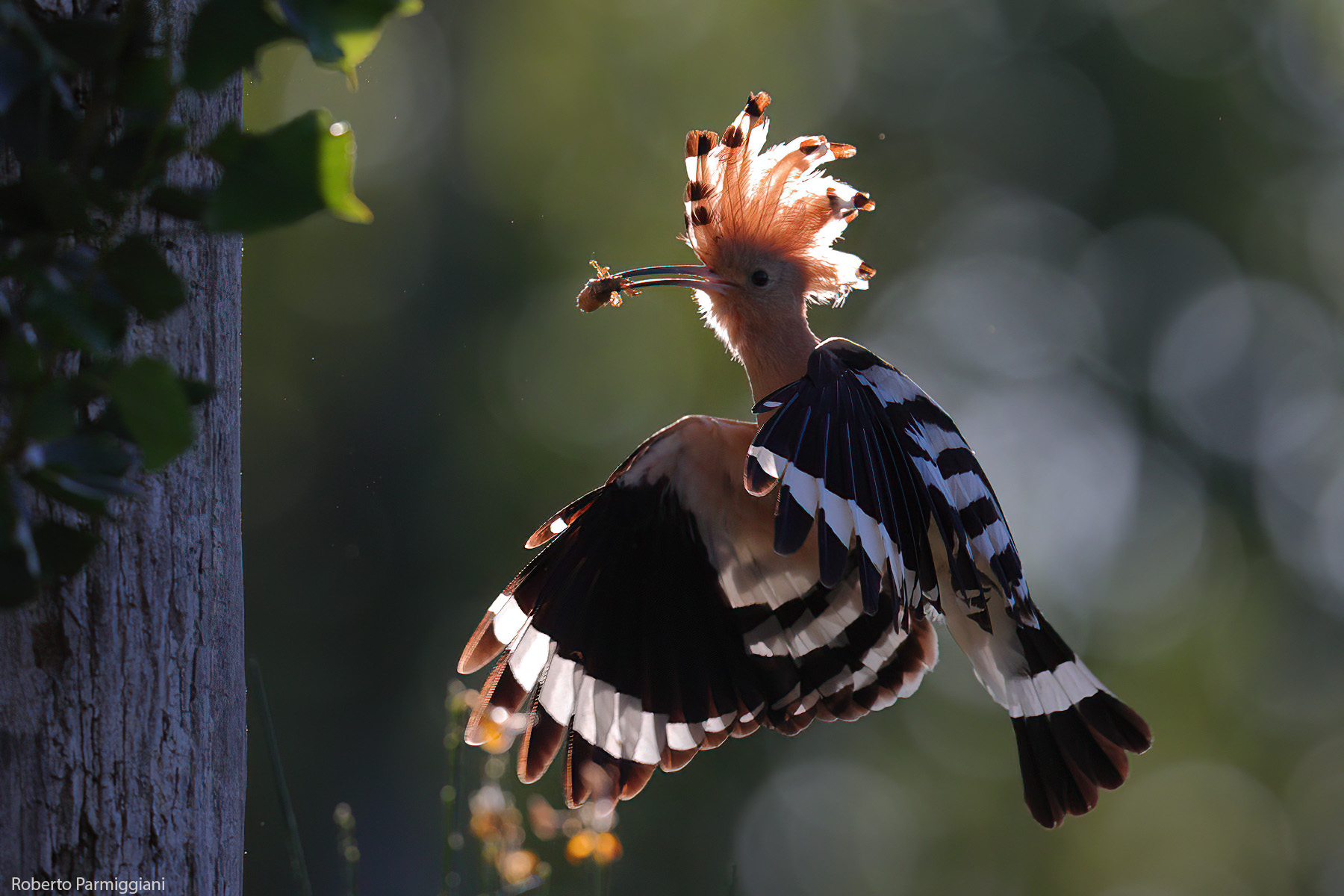 Hoopoe in backlight