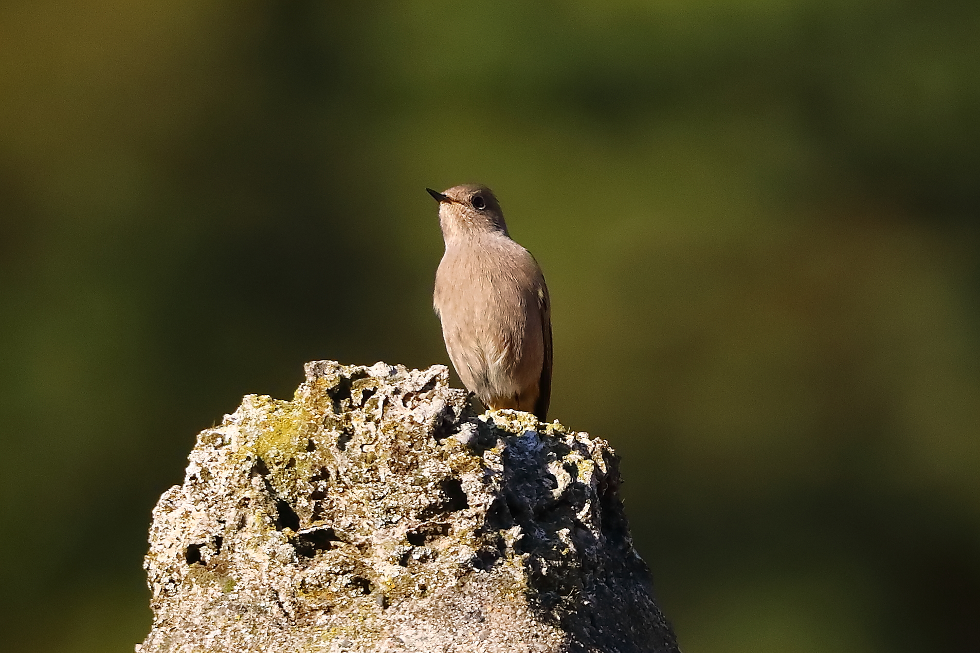 Redstart F 28-10-2023