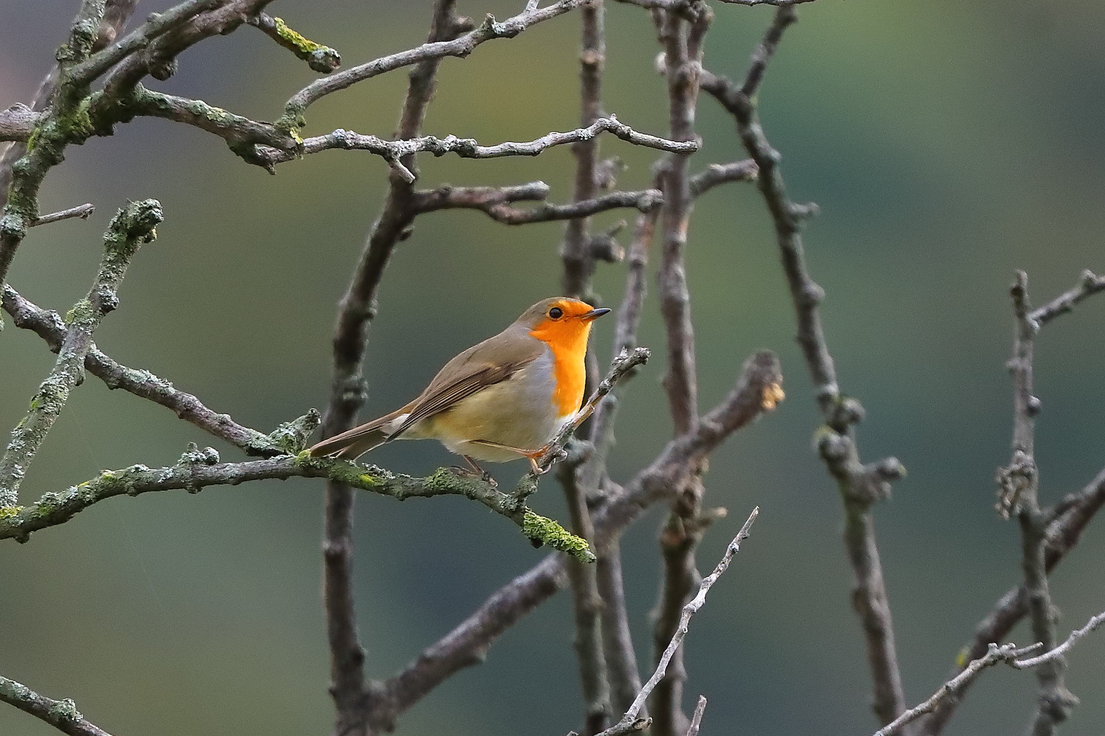 Robin 31-10-2023