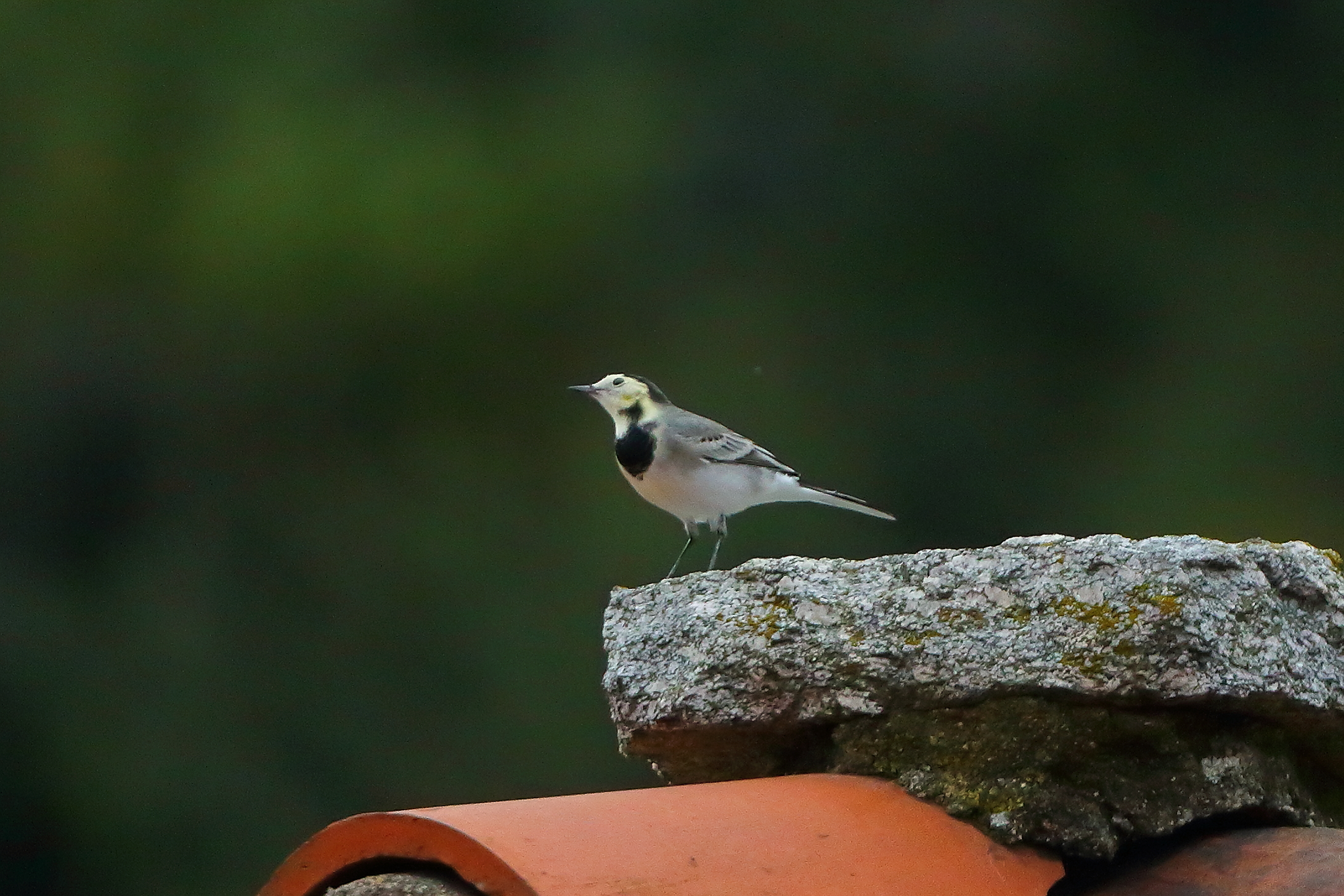 Ballerina 01-11-2023