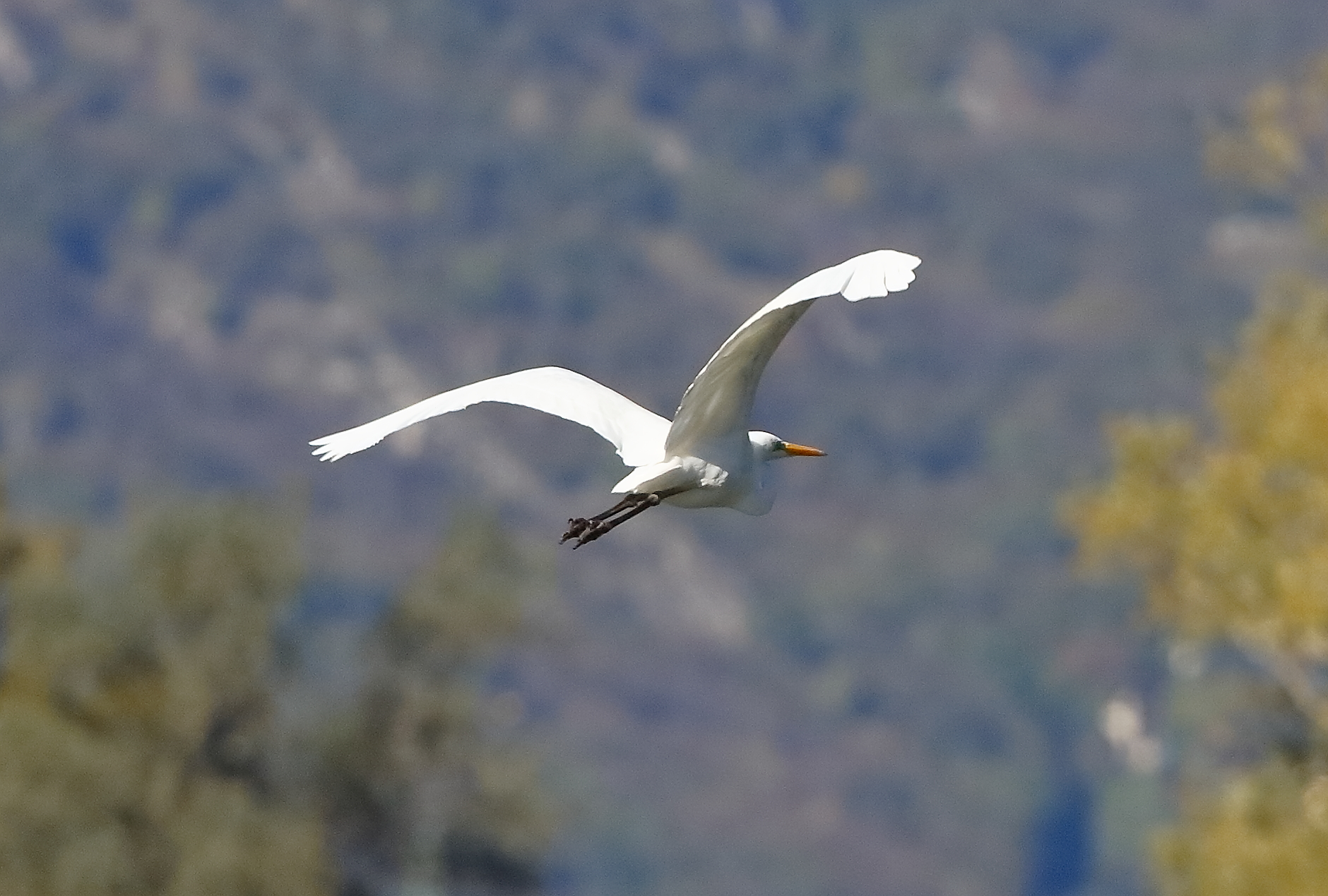 Airone BM 05-11-2023