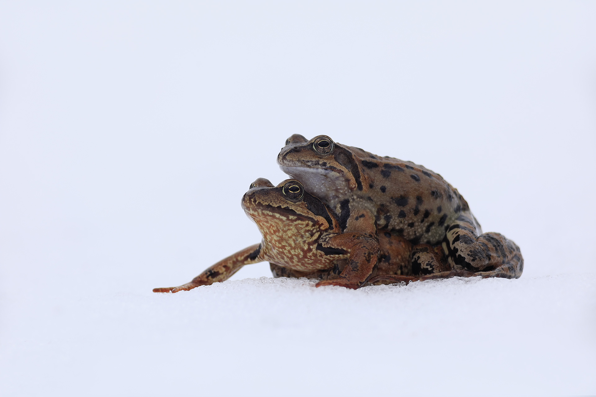 Mating of Rana Temporaria