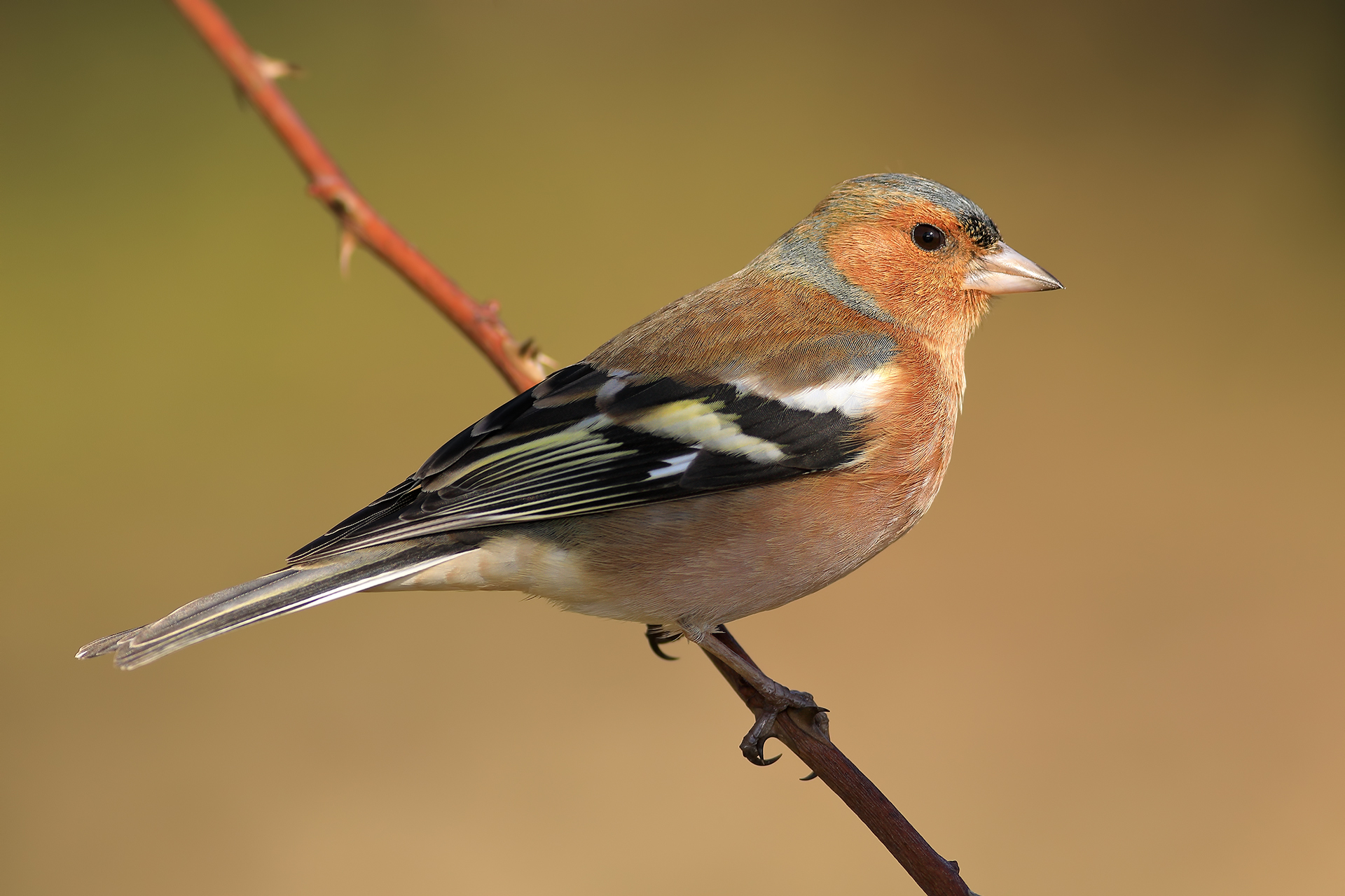 Chaffinch