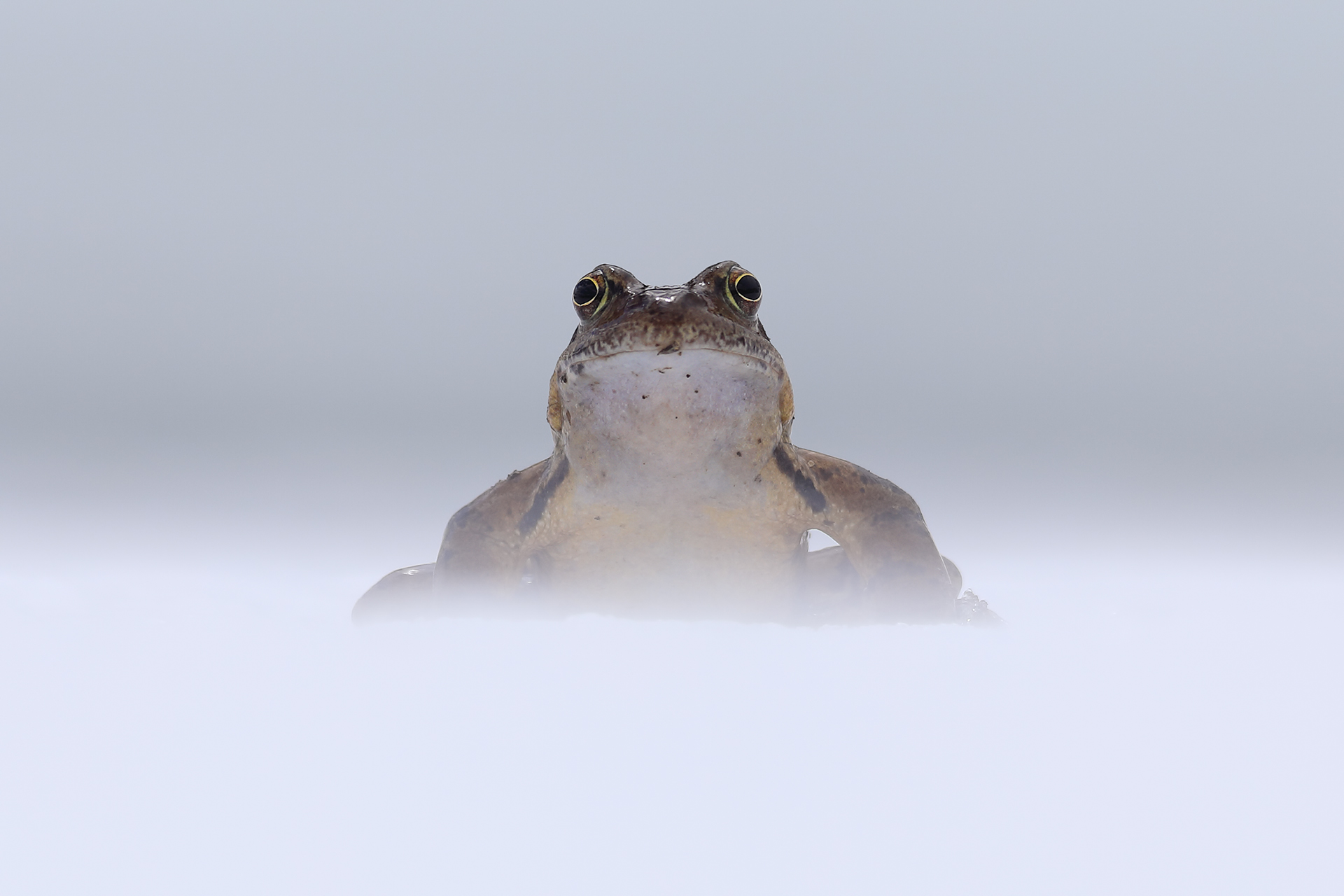 Maschio di Rana Temporaria