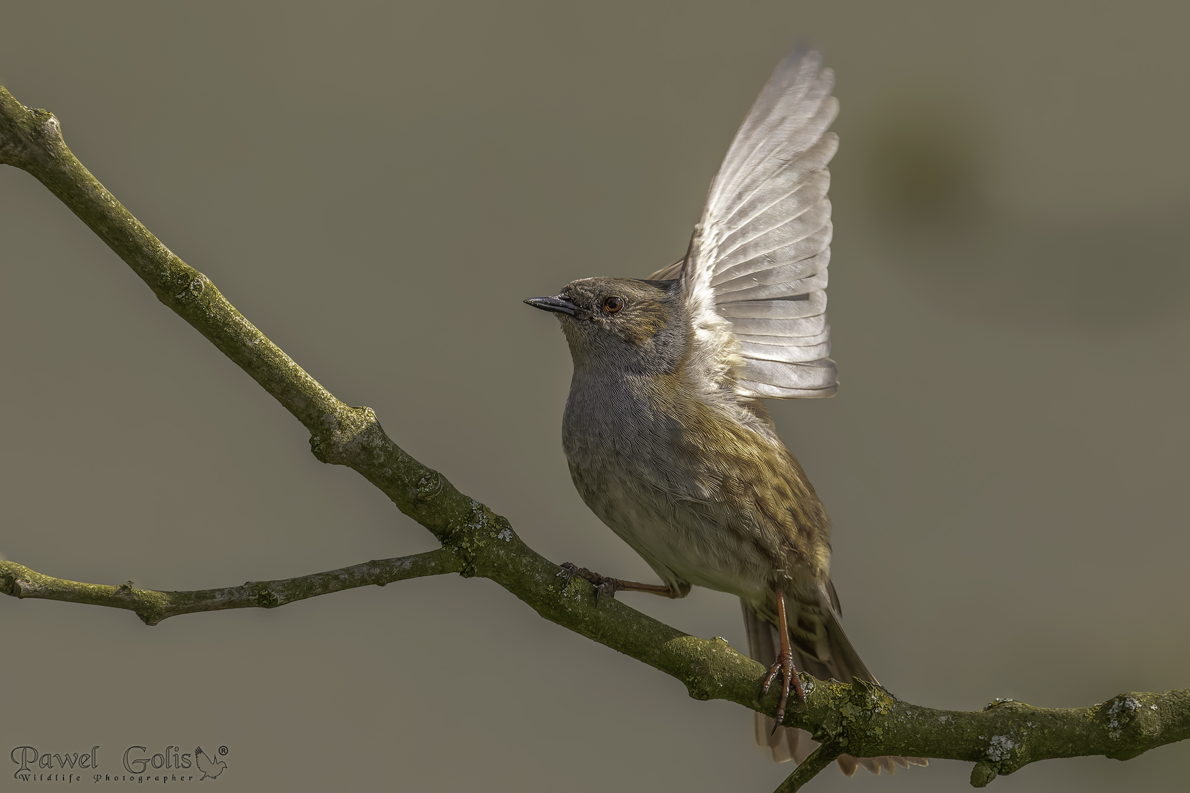 Dunnock (Prunella modularis)