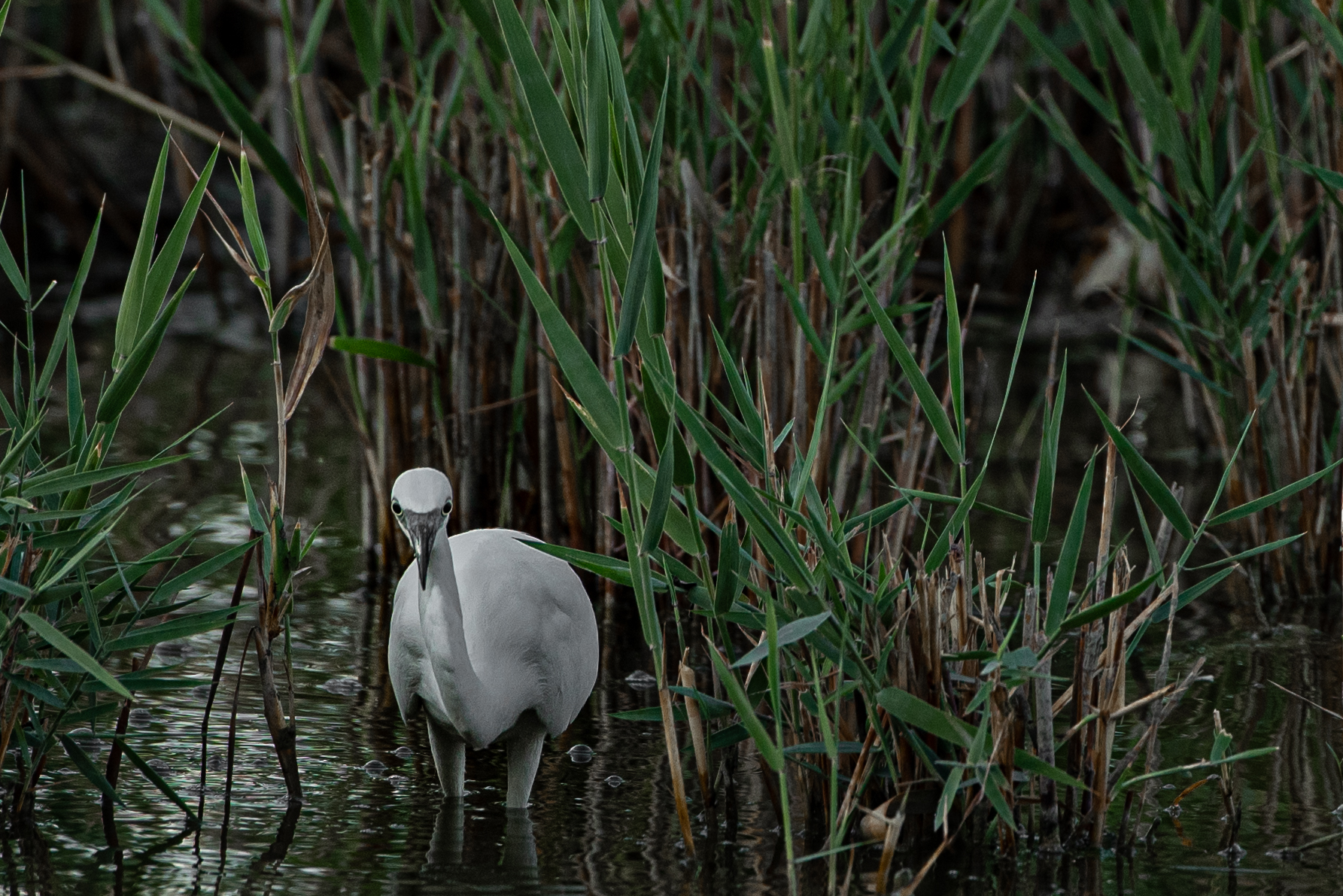 Lo sguardo di chi cerca rogne