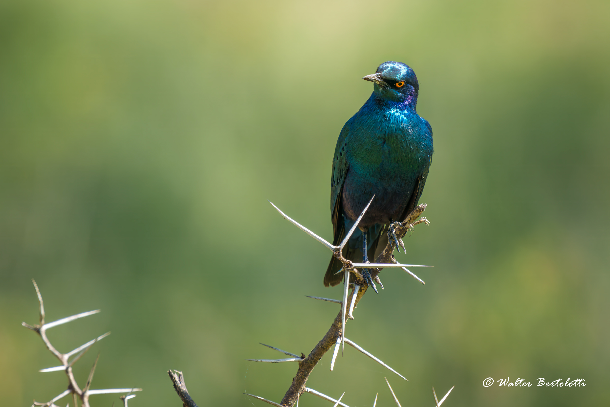 Storno splendido maggiore