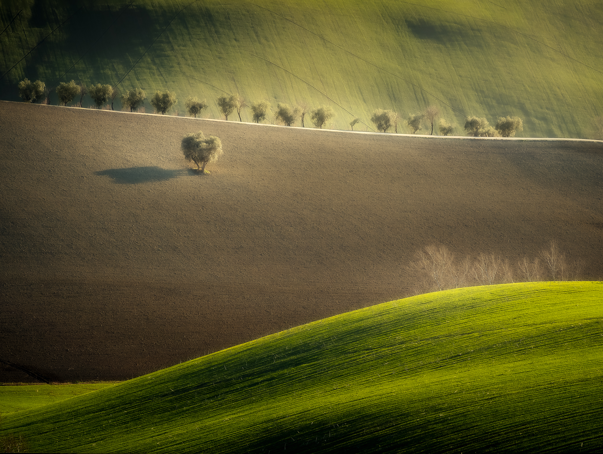Campagna Marchigiana