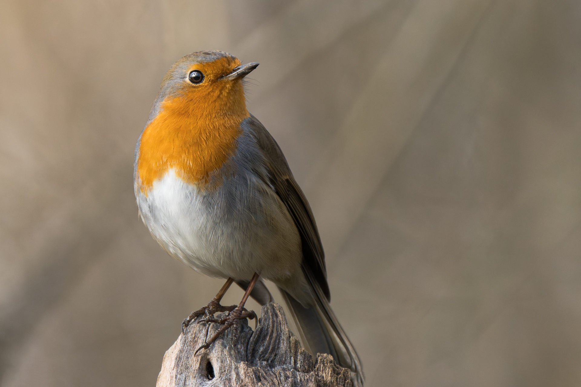 The robin brings with it hope and optimism