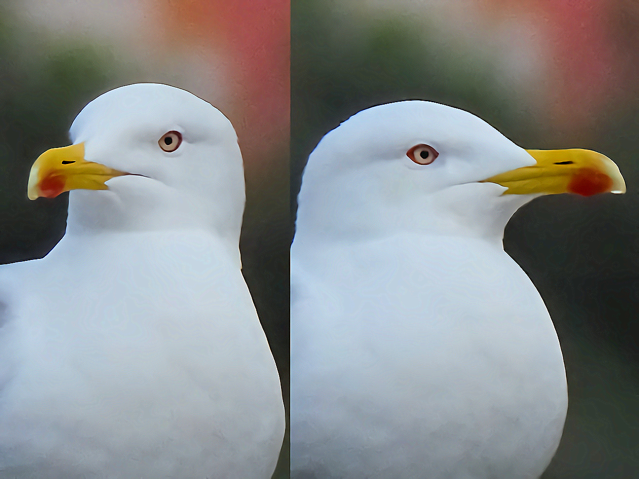 Seagull - 50X crop. 3,95