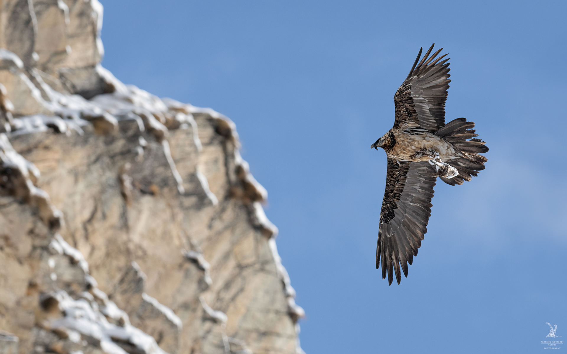 Bearded Vulture