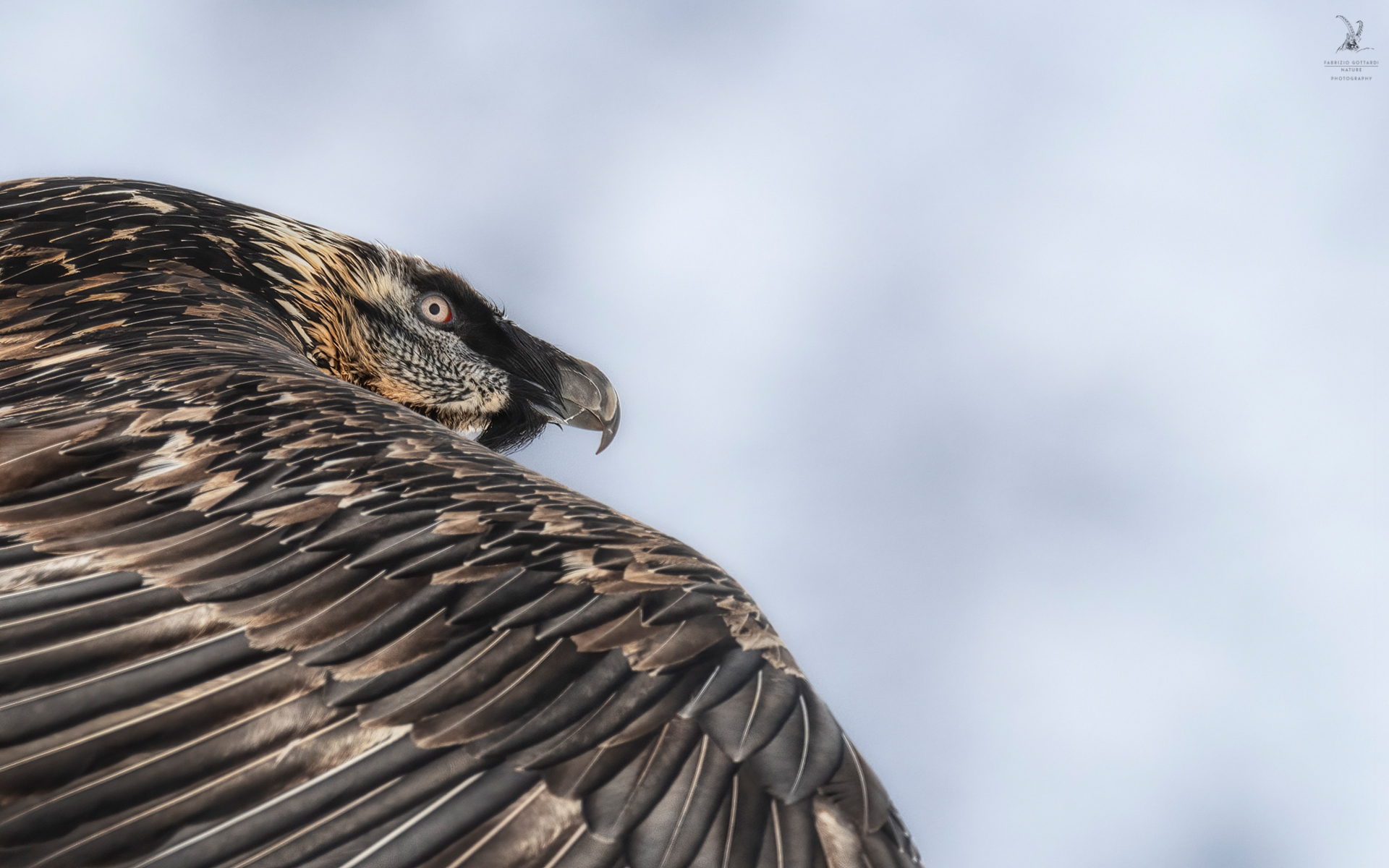 Bearded Vulture