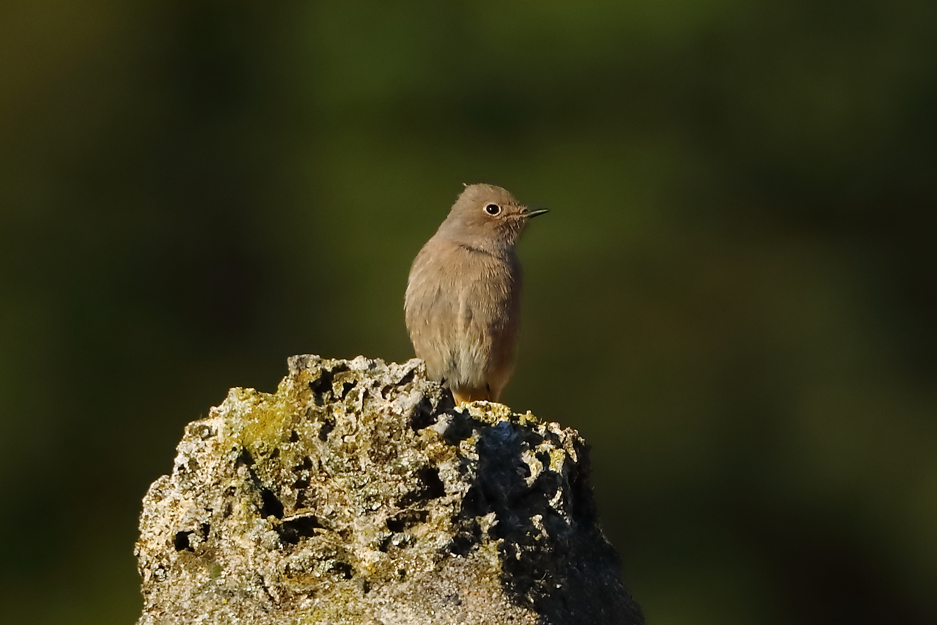 Redstart F 28-10-2023