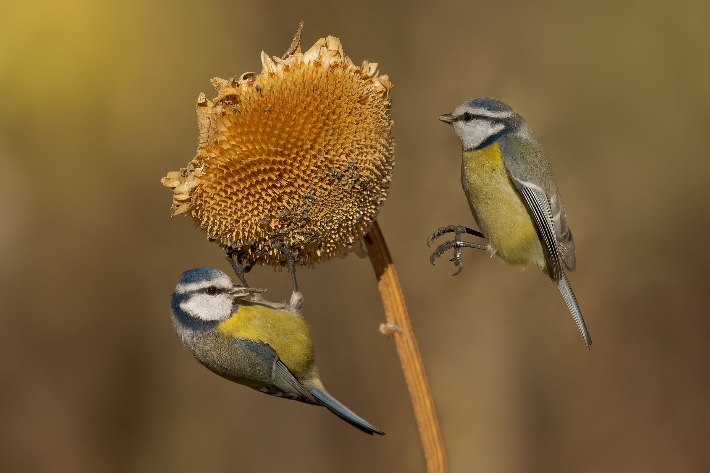 Assalto ai semi di girasole