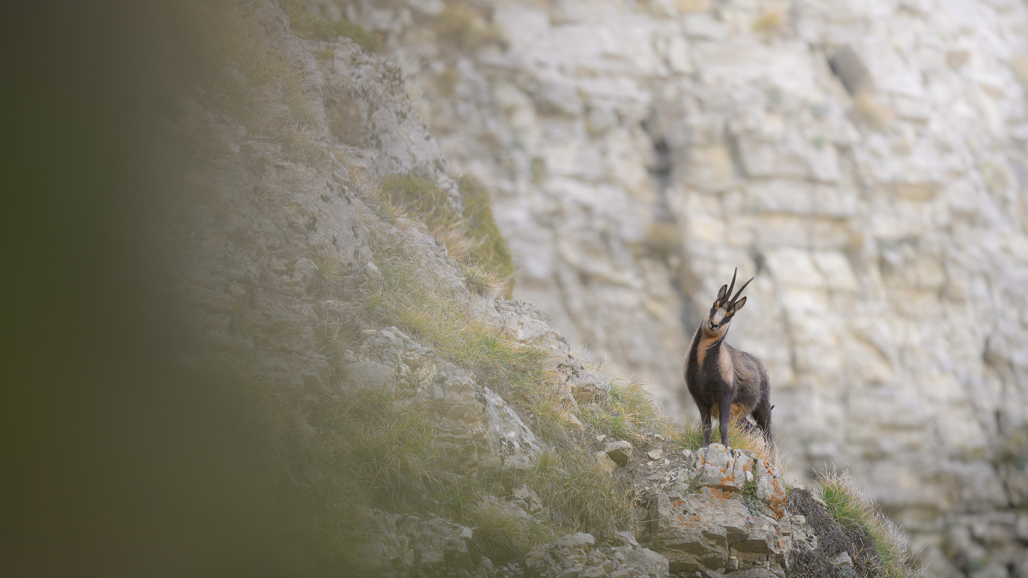 Camoscio appenninico