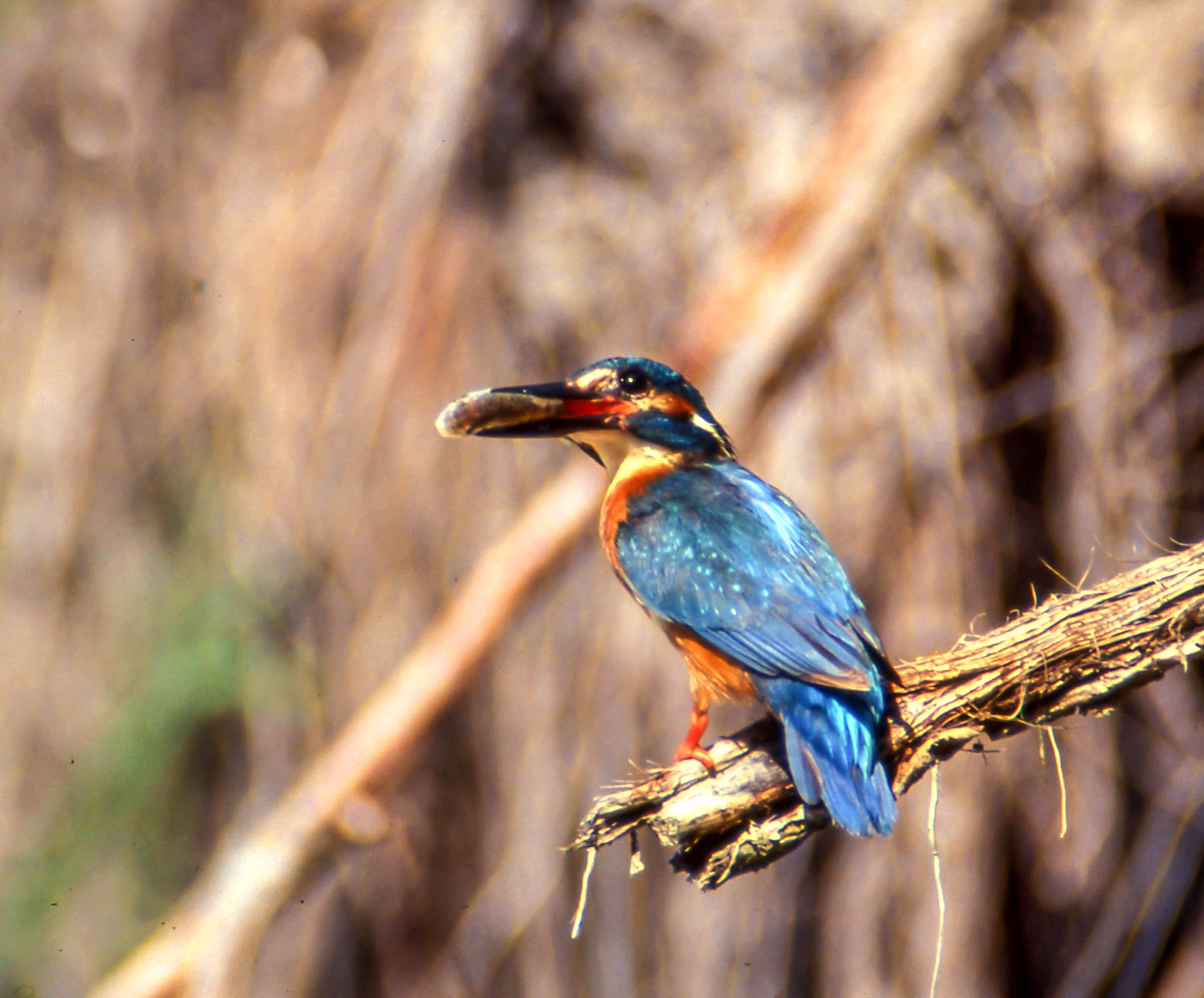 Kingfisher